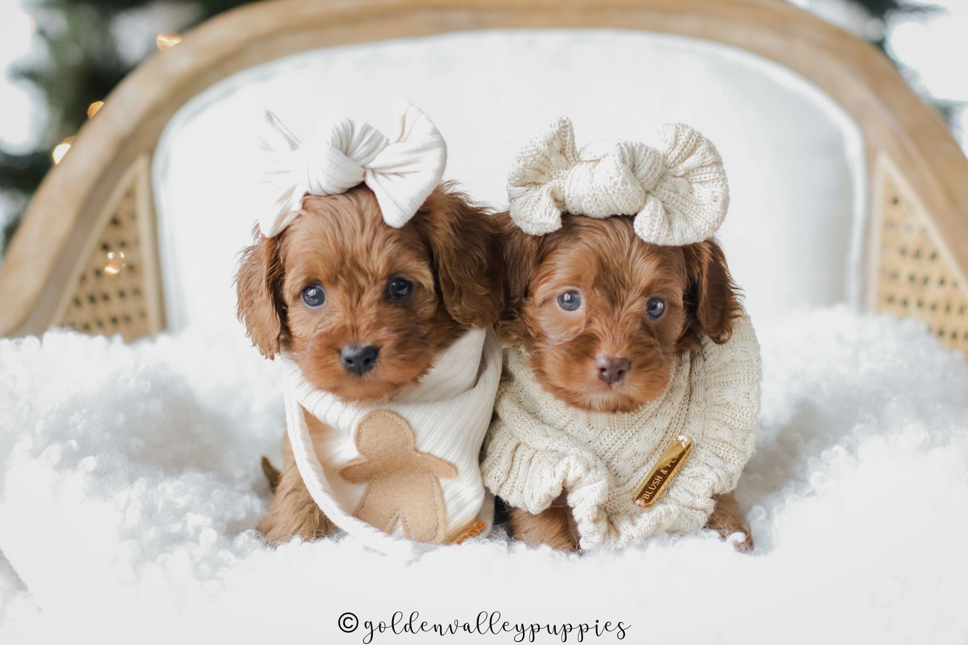 Two tiny brown cavapoo puppies for sale in cozy white sweaters with bows, snuggled together in a fluffy basket