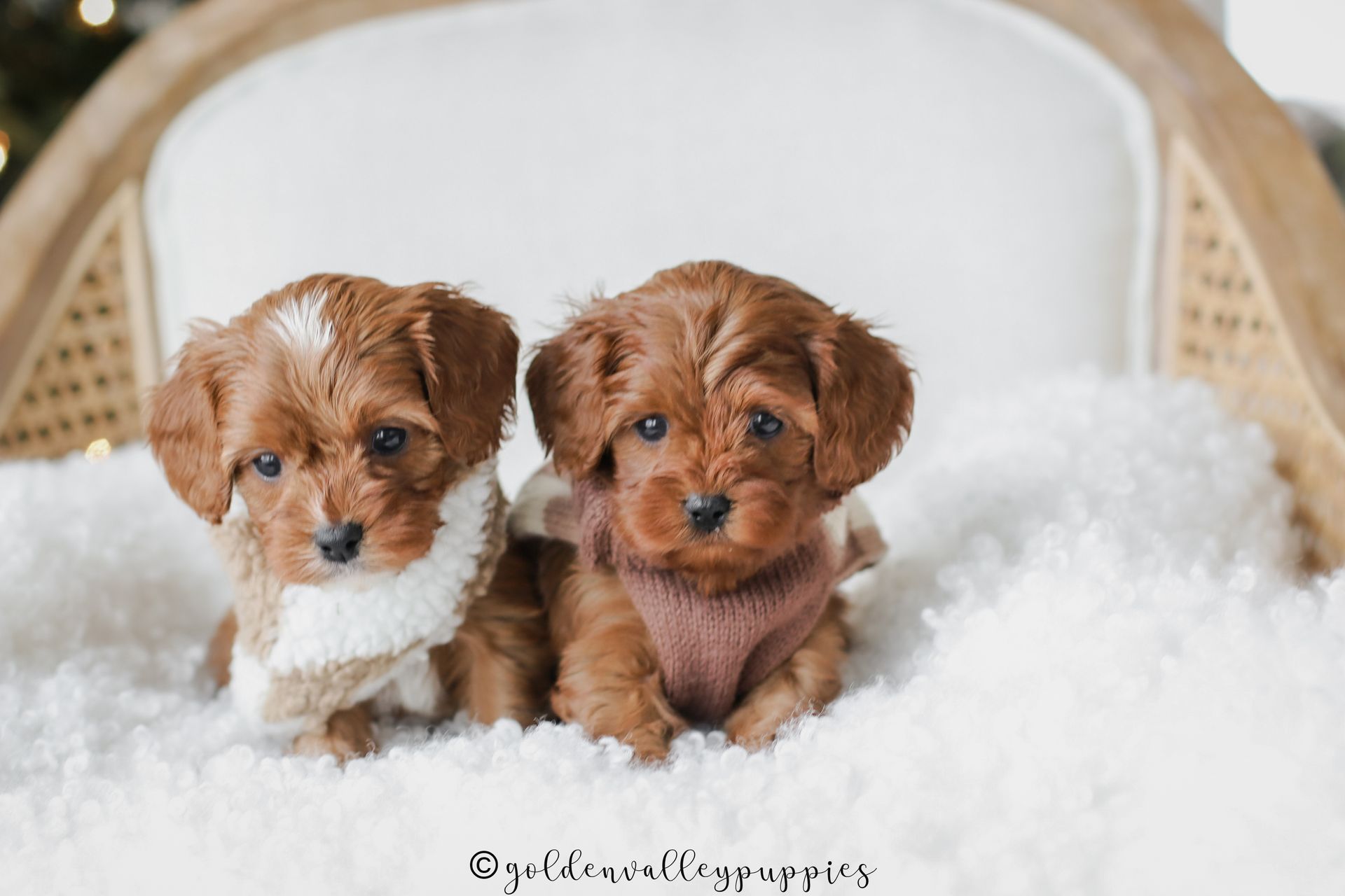 Two fluffy brown cavapoo puppies sitting together on a white chair with a soft white blanket