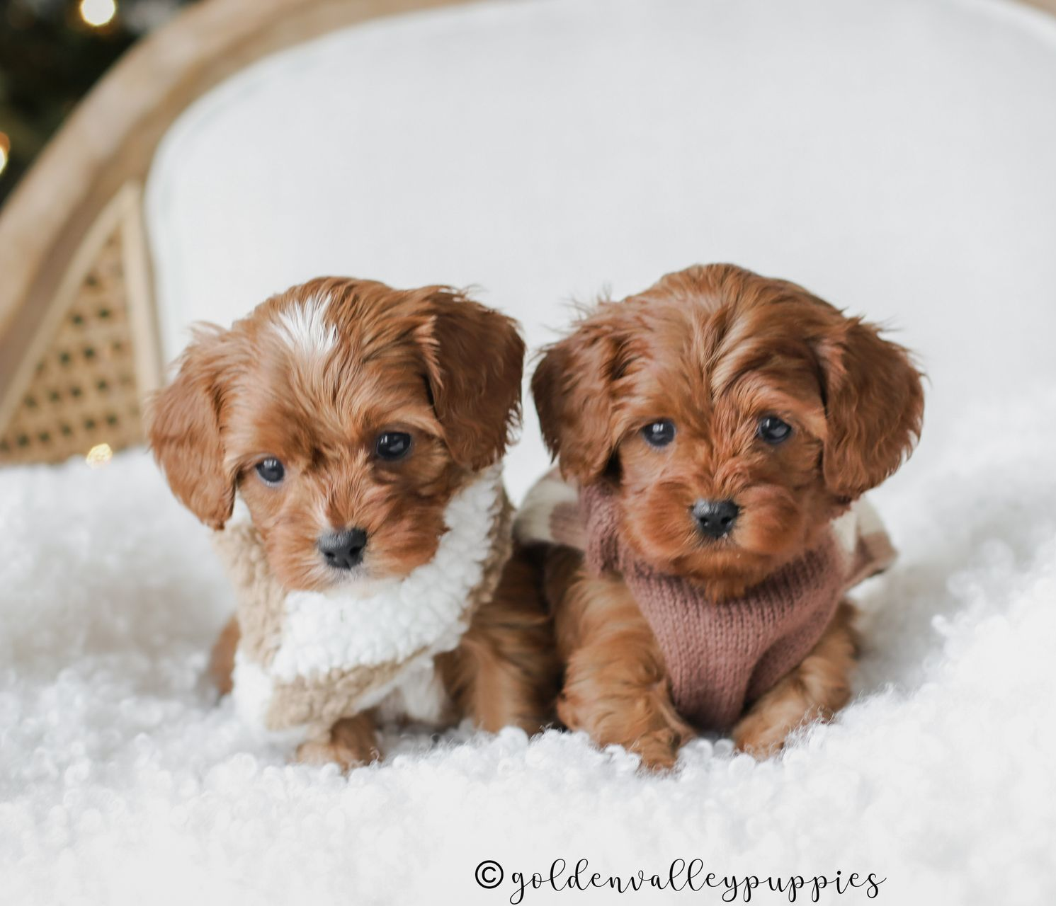 Two fluffy brown-and-white Cavapoo puppies sitting side by side on a white chair