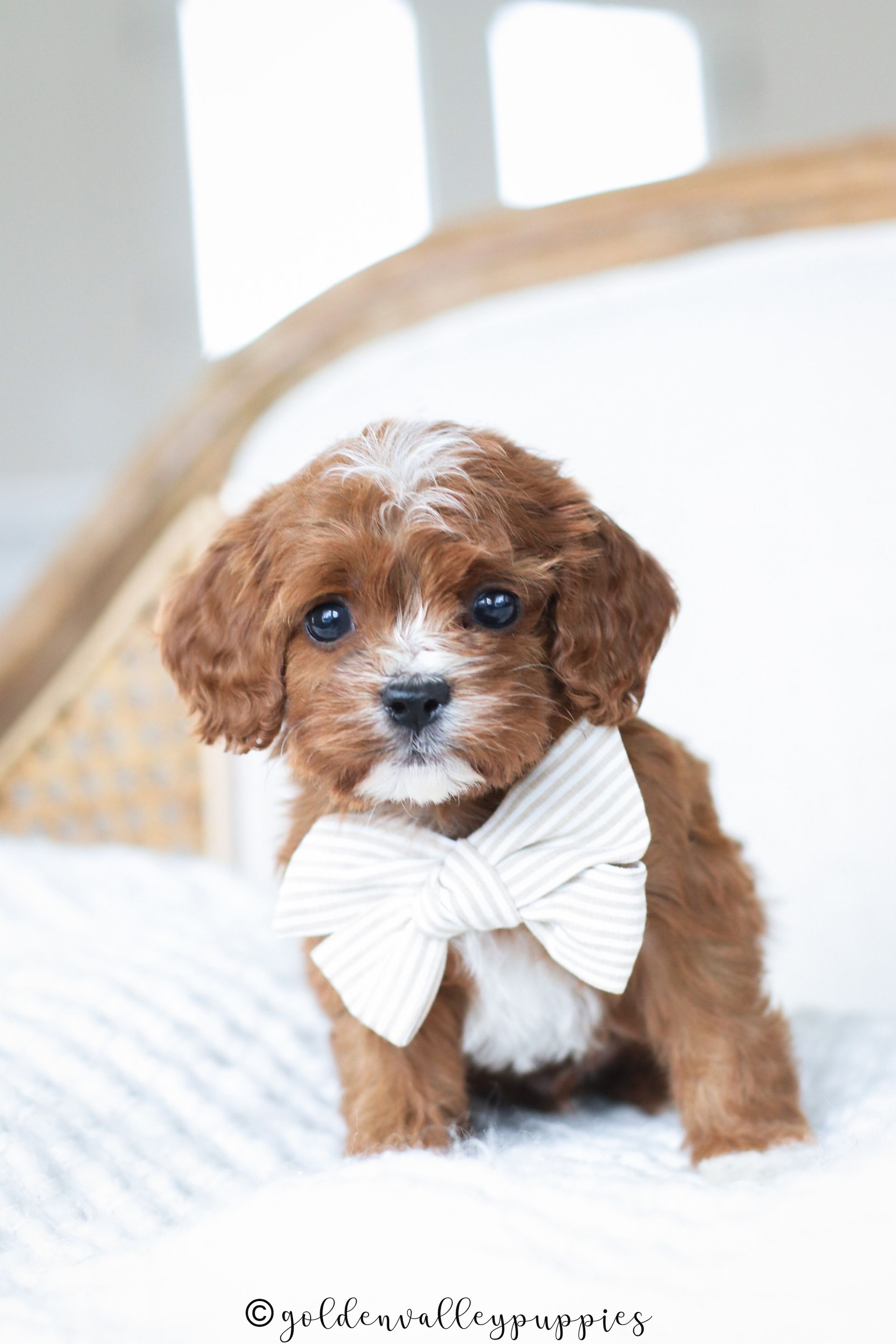 Cavapoo Litter, Cavapo puppy, Cavapoo Puppies near me