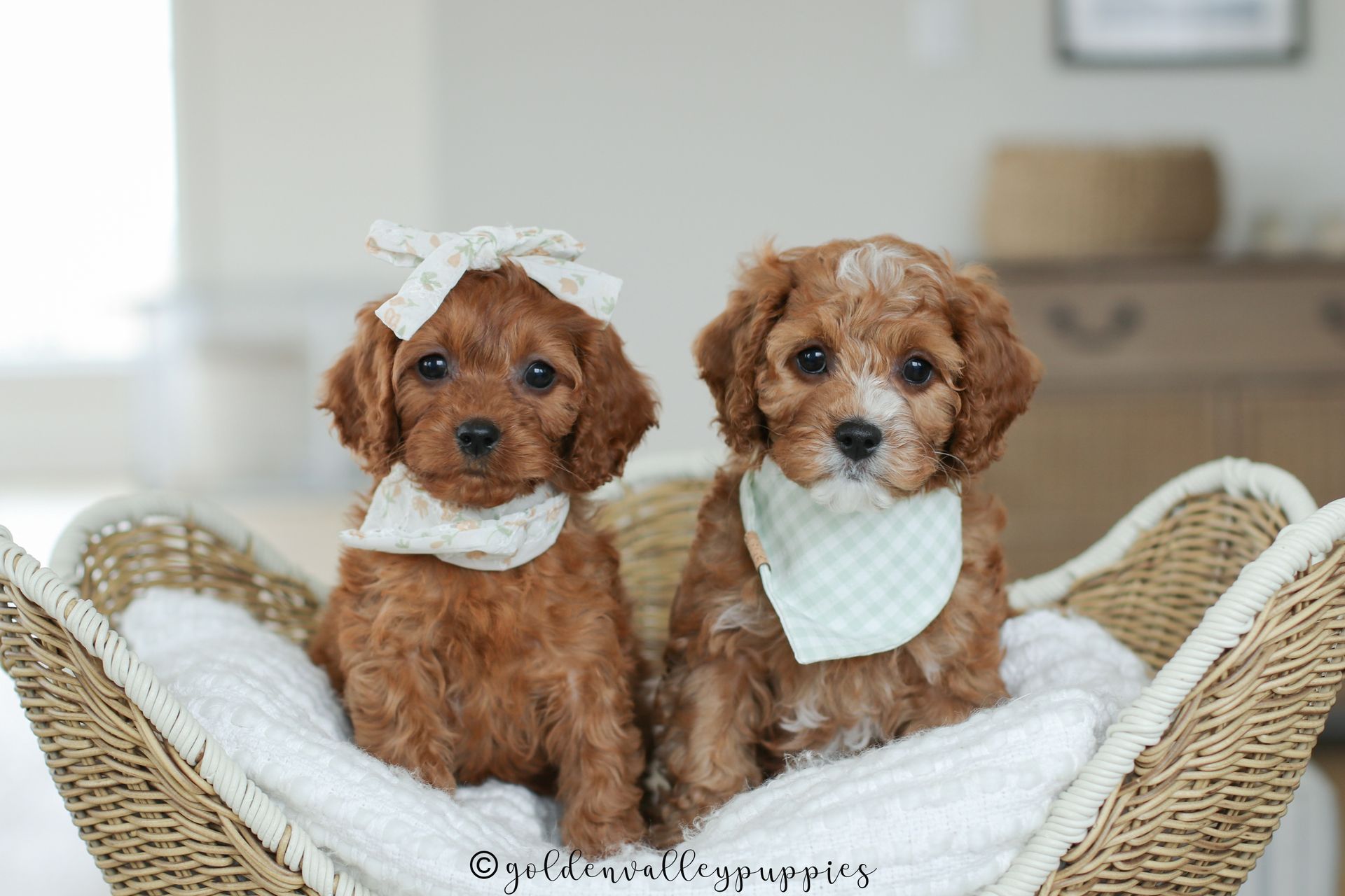 Cavapoo Puppy, Cavapoo Puppies, Cavapoo Puppies for sale, Cavapoo breeders near me, Cavapoo Breeder