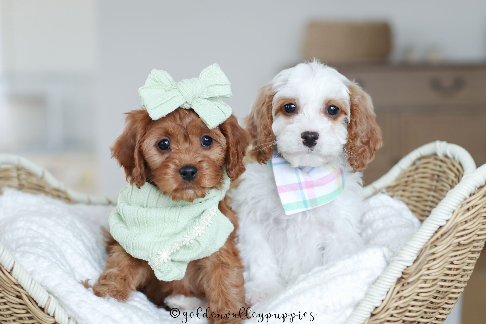 Cavapoo Puppy, Cavapoo Puppies, Cavapoo Puppies for sale, Cavapoo breeders near me, Cavapoo Breeder