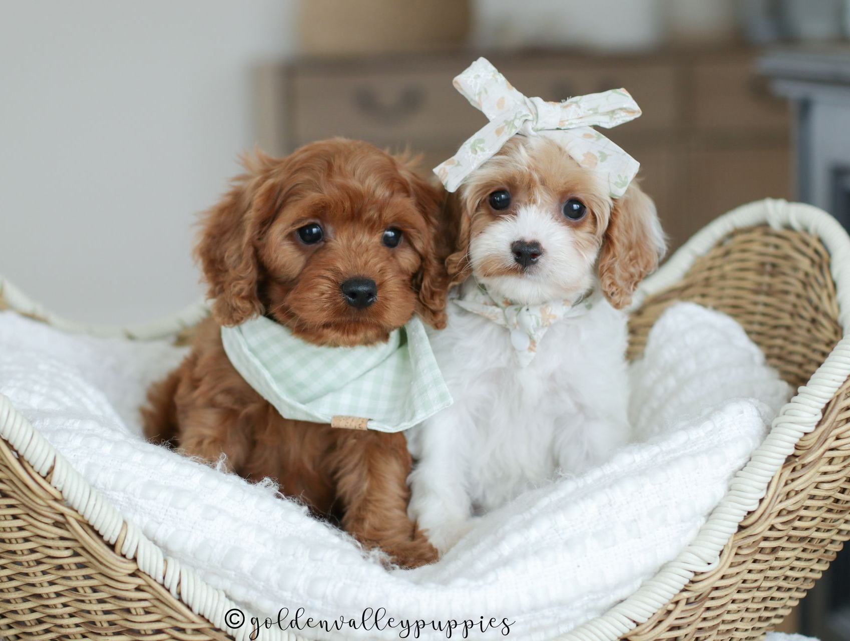 Cavapoo Puppy, Cavapoo Puppies, Cavapoo Puppies for sale, Cavapoo breeders near me, Cavapoo Breeder