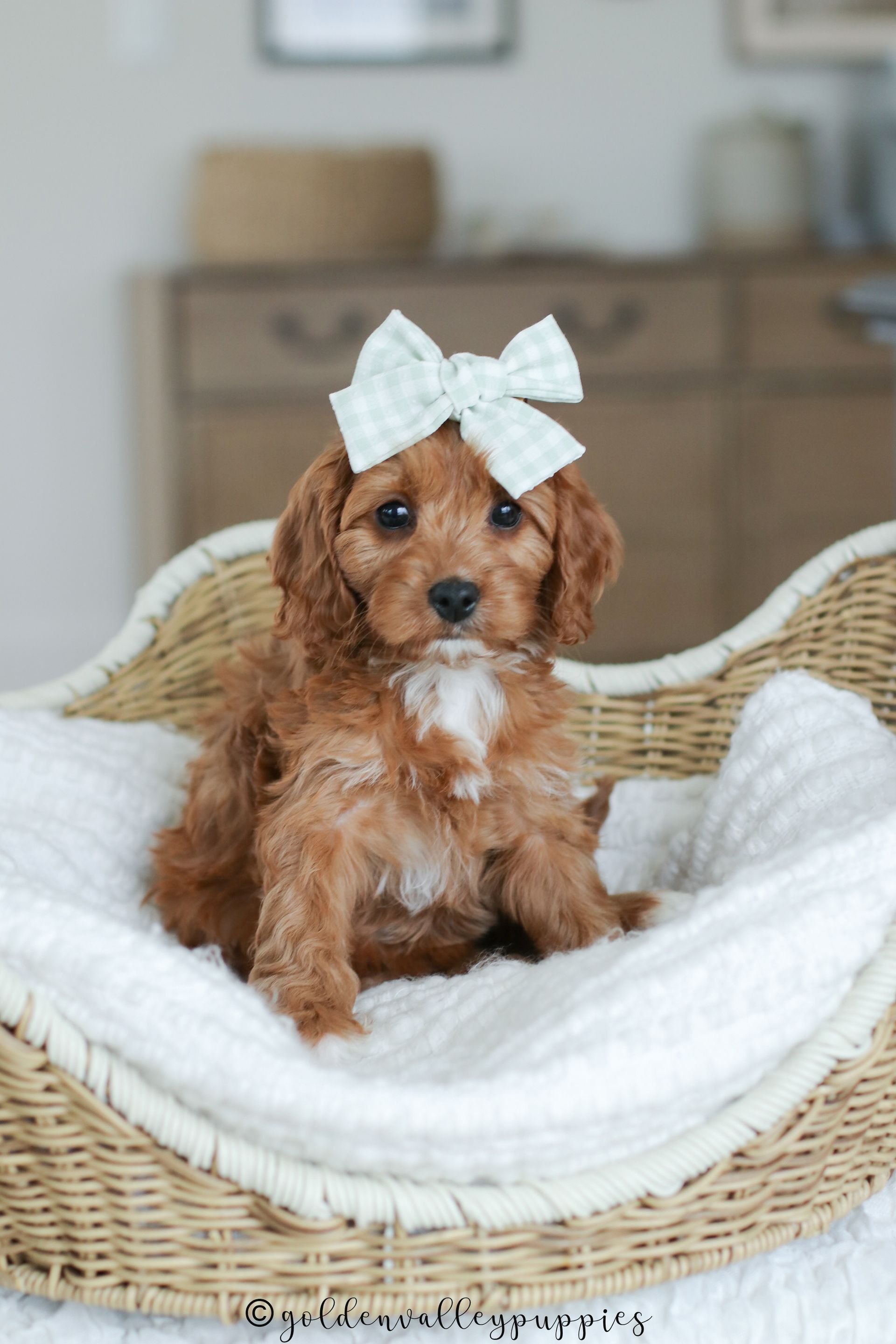 Cavapoo Puppy, Cavapoo Puppies, Cavapoo Puppies for sale, Cavapoo breeders near me, Cavapoo Breeder