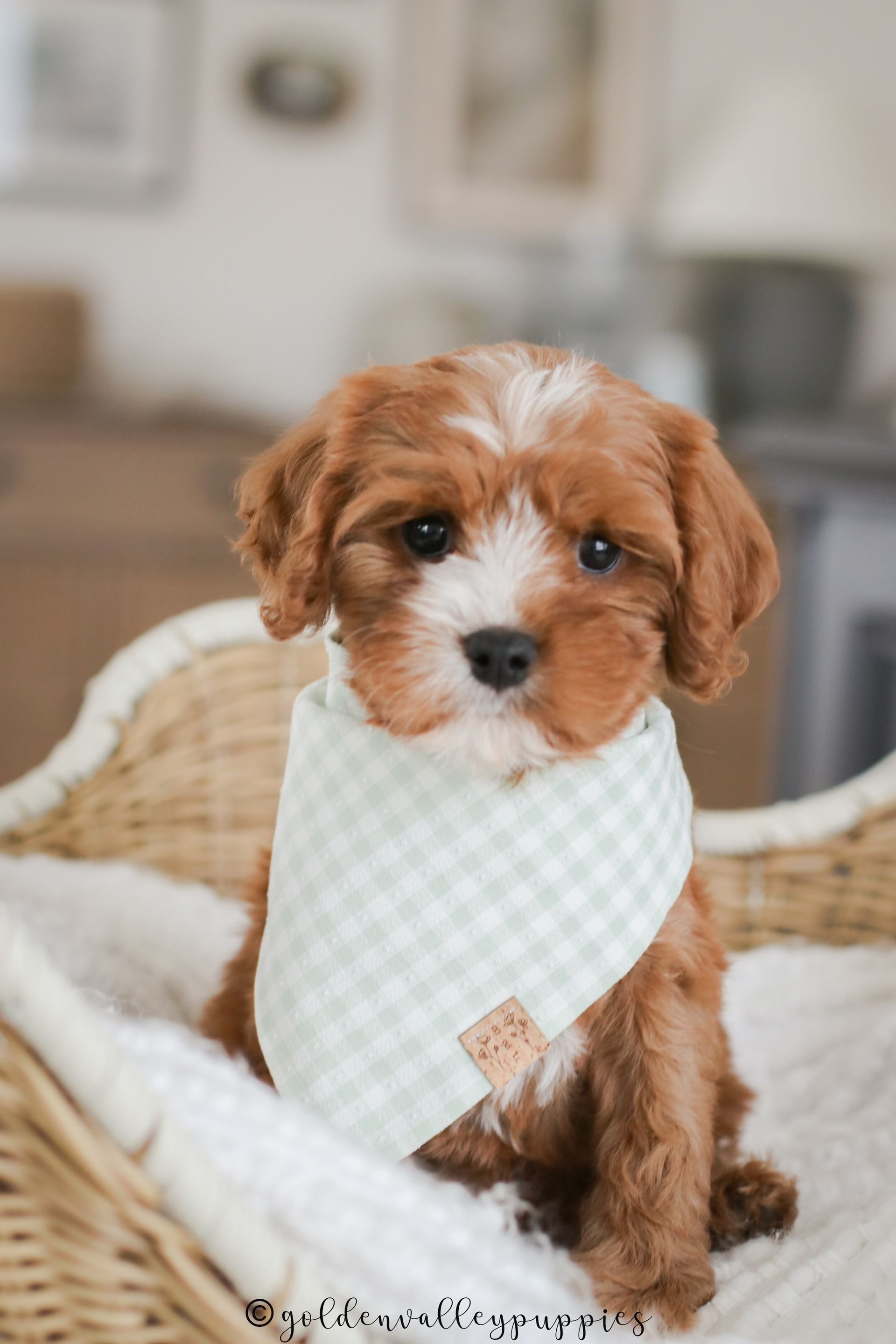 Cavapoo Puppy, Cavapoo Puppies, Cavapoo Puppies for sale, Cavapoo breeders near me, Cavapoo Breeder