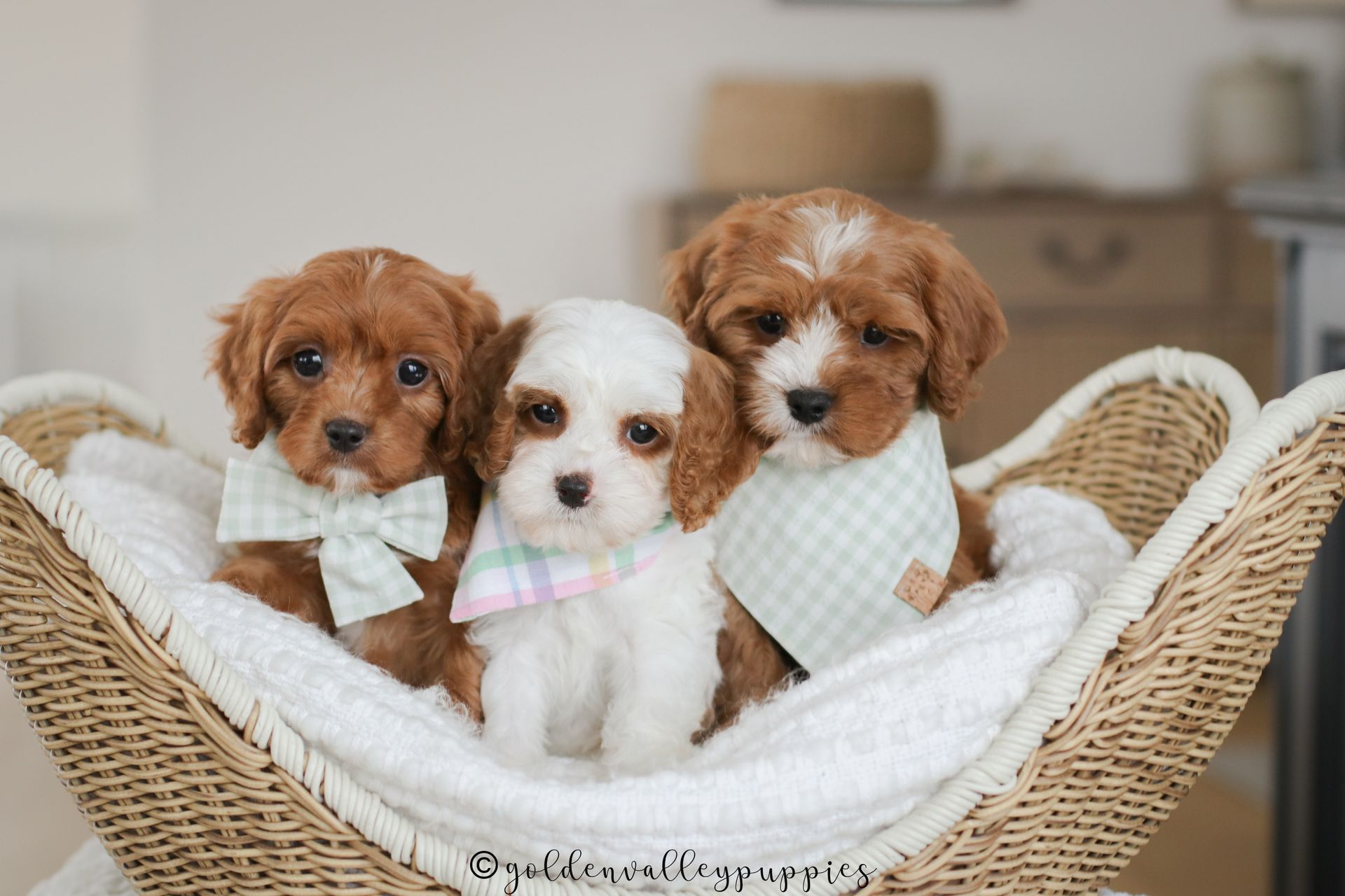 Cavapoo Puppy, Cavapoo Puppies, Cavapoo Puppies for sale, Cavapoo breeders near me, Cavapoo Breeder