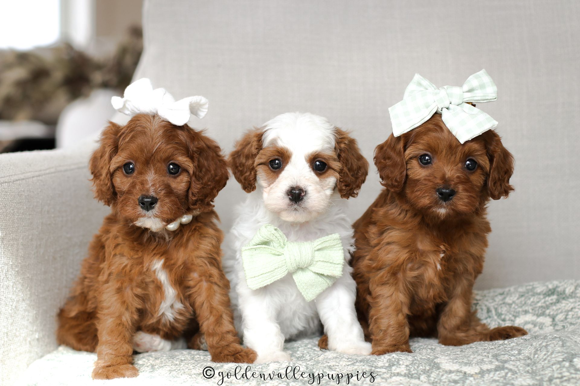 Cavapoo Puppies for sale, available Cavapoo Puppies, Cavapoo, Cavapoo puppies near me, puppies for sale, Cavapoo Breeder
