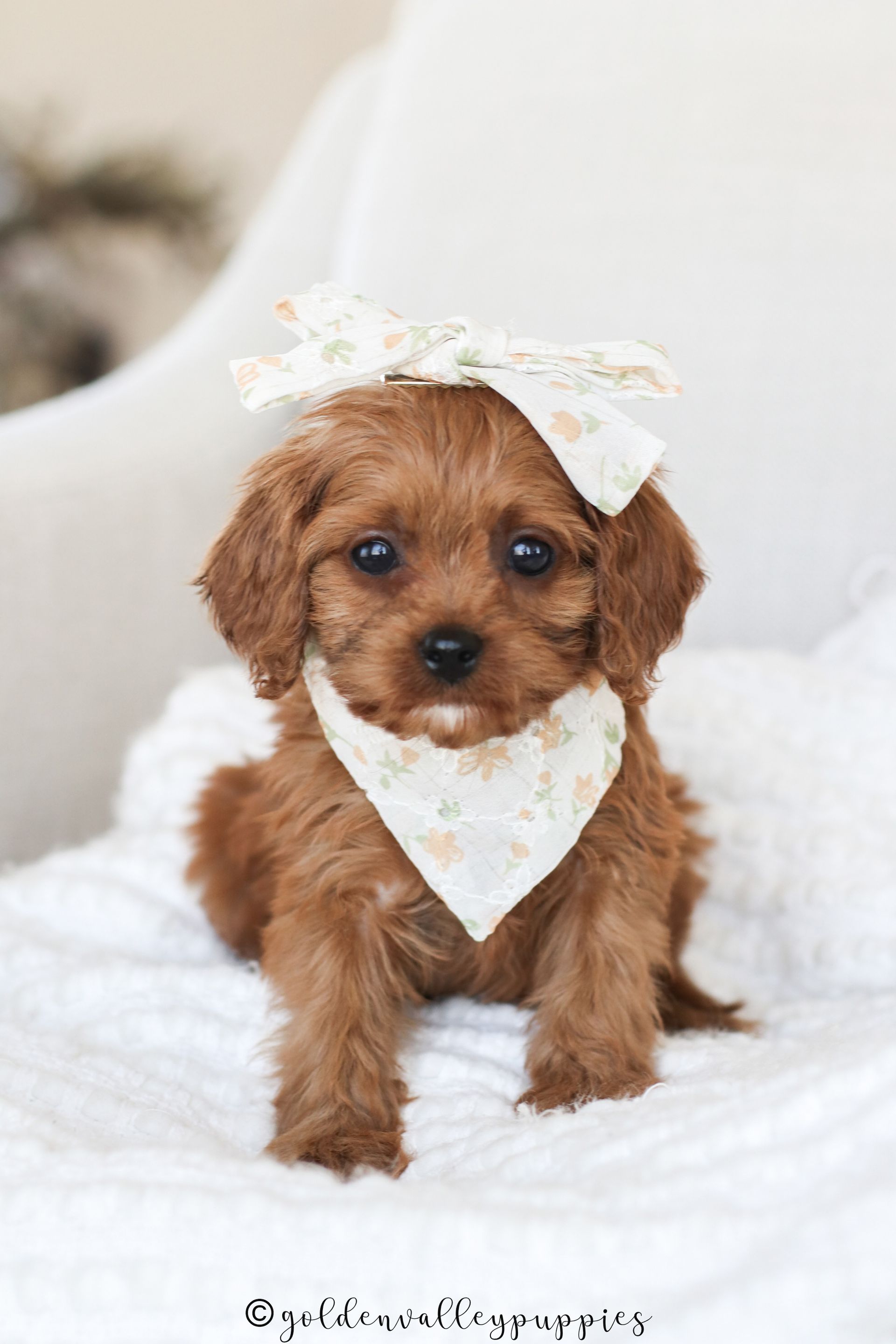 A small, brown, curly-haired Cavapoo puppy wearing a patterned bow on its head and a matching bandana