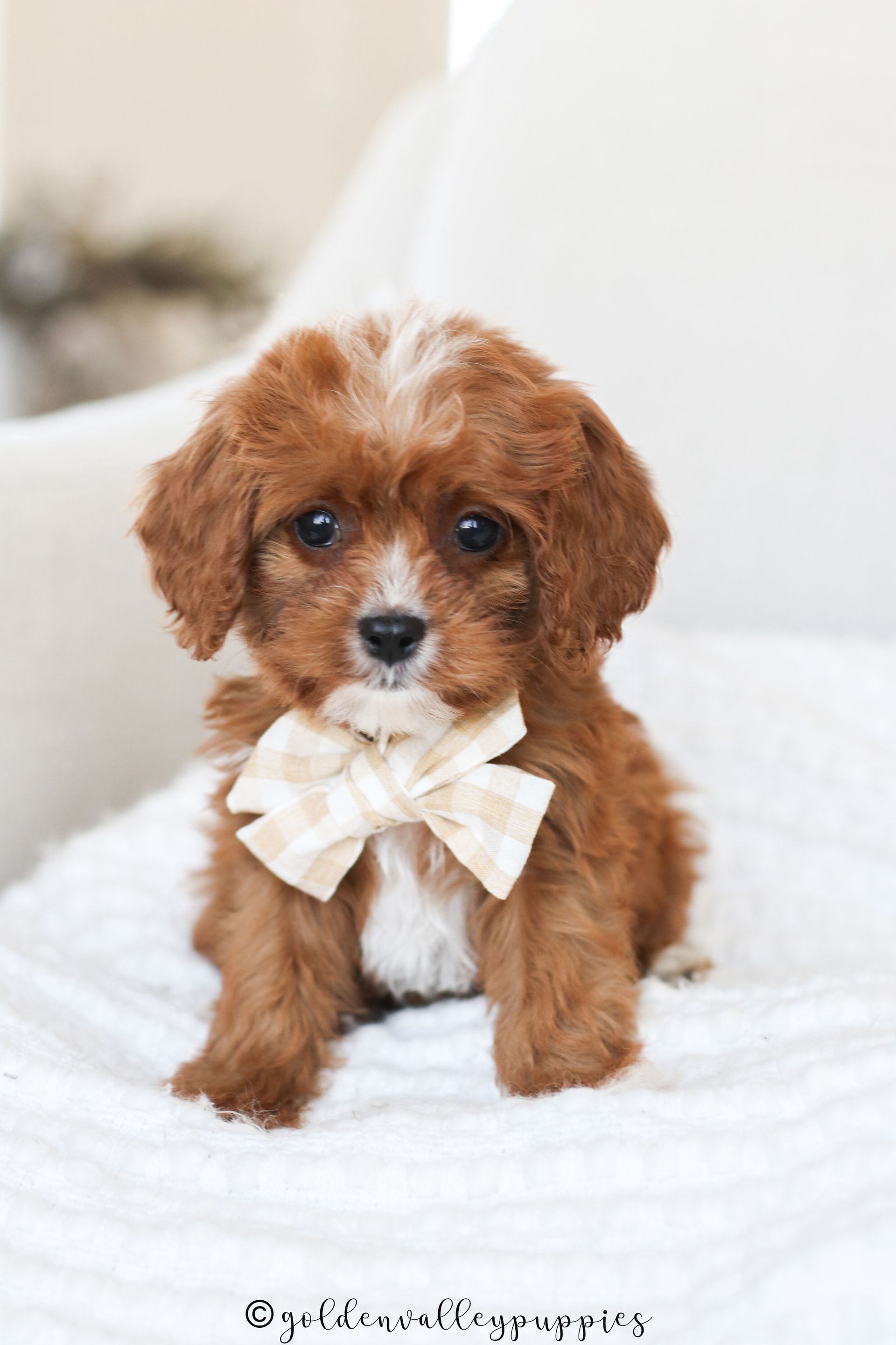 A small, brown and white curly-haired Cavapoo puppy with a plaid bow tie sits on a white blanket.