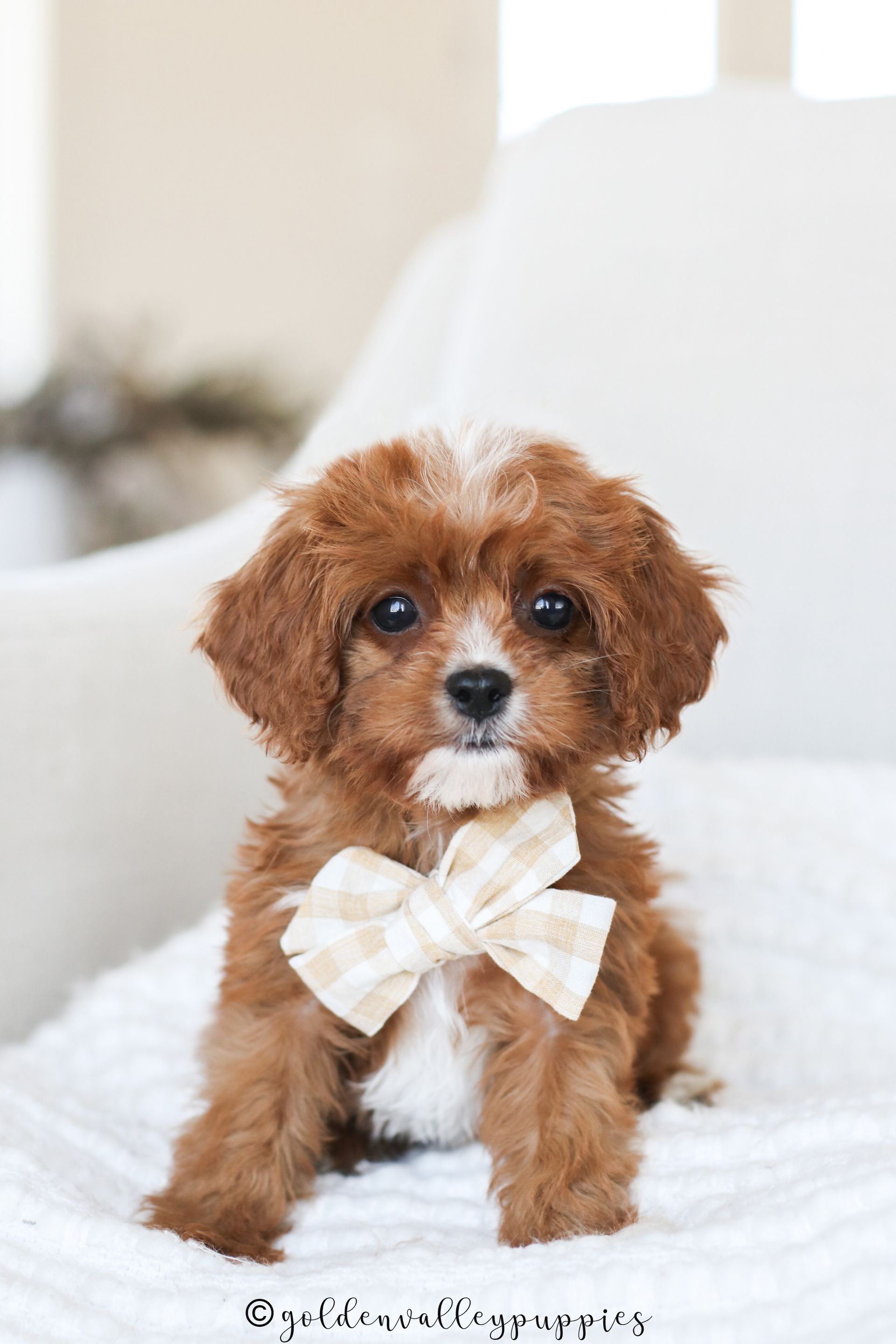 Cavapoo, Cavapoo puppy, cavapoo puppies for sale, Cavapoo for adoption, cavapoo breeder, cavapoo puppies for sale near me