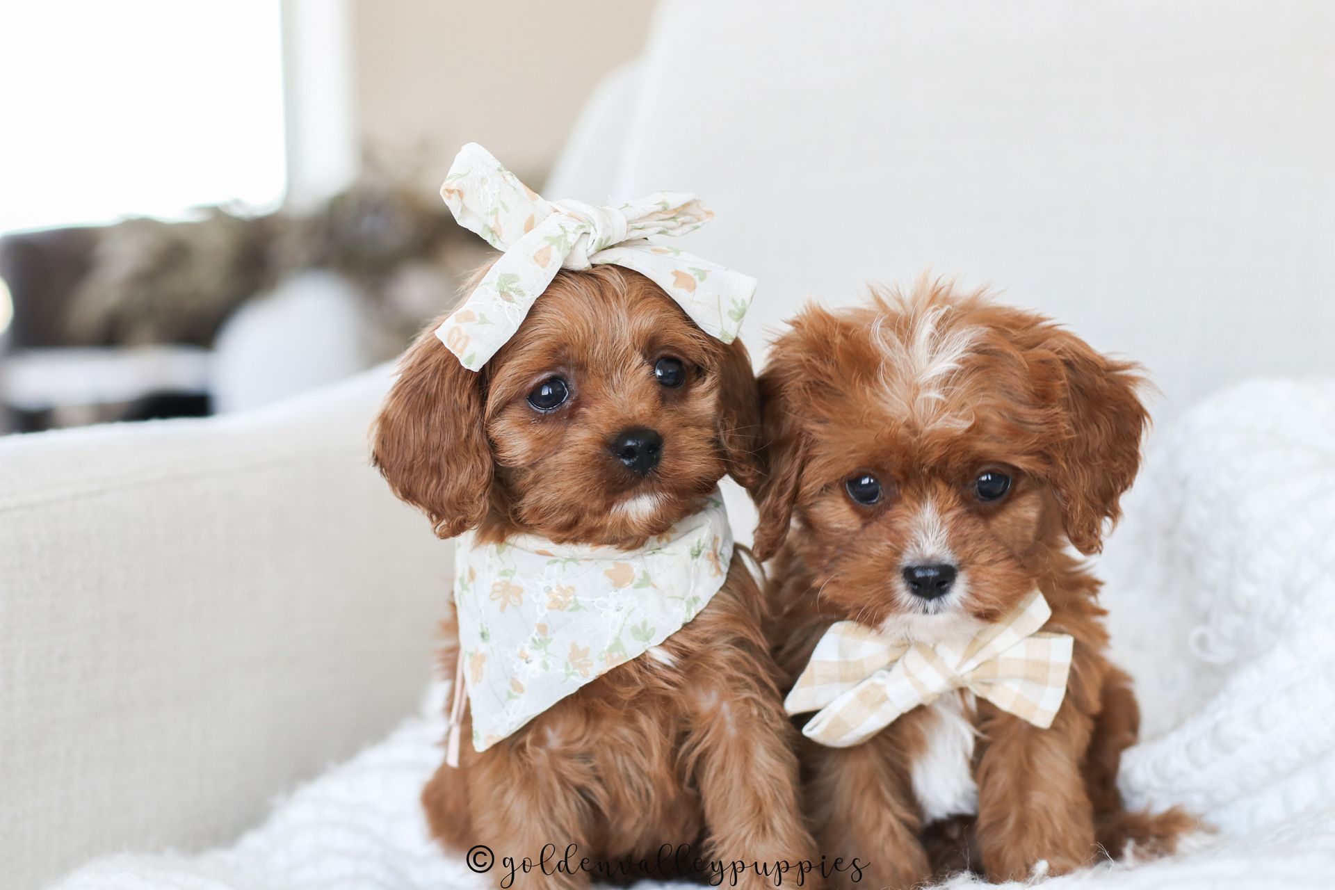 Two fluffy, brown Cavapoo  puppies sit side-by-side on a white blanket; one wears a patterned bandana