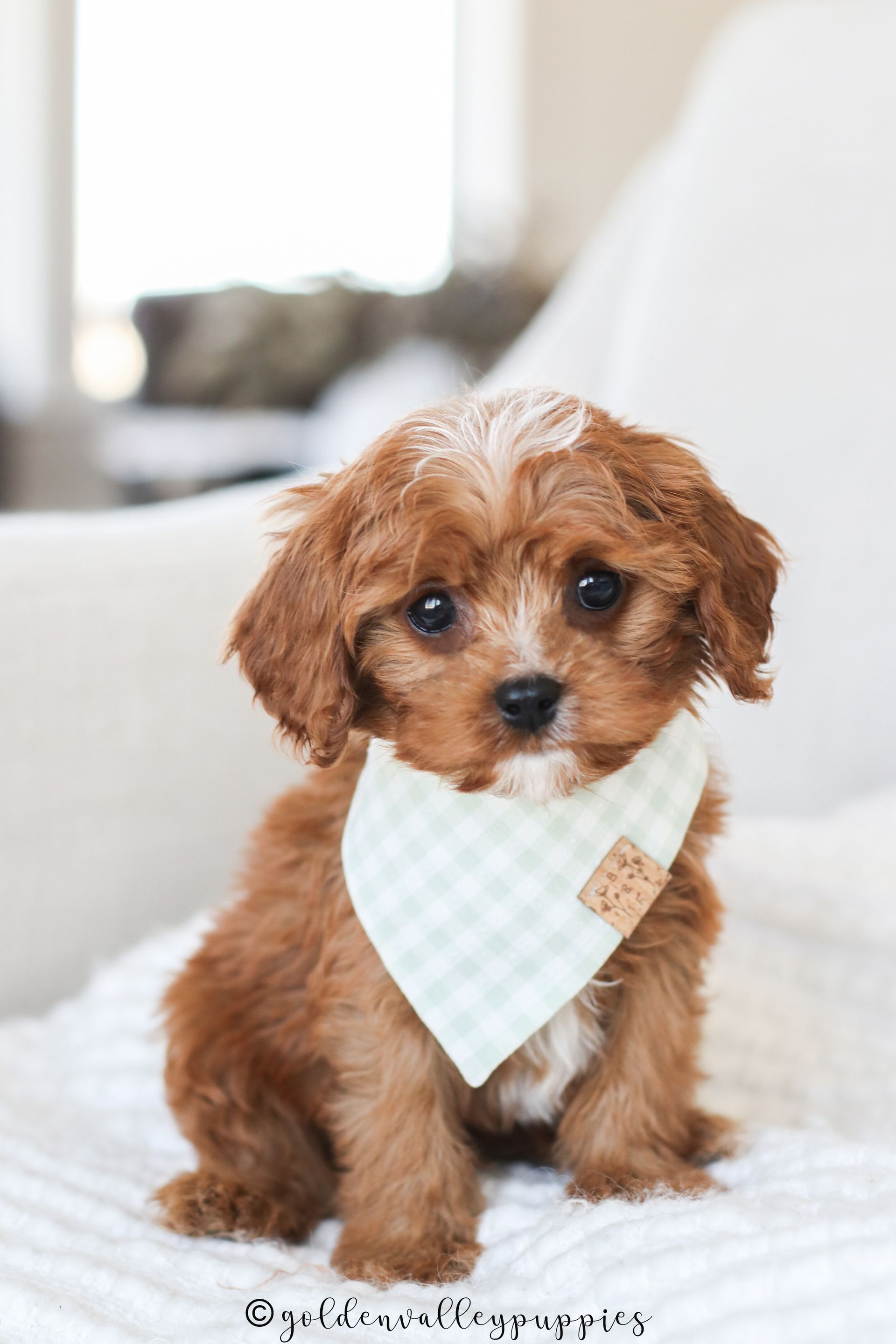 A fluffy, light brown Cavapoo puppy wearing a light green and white gingham bandana sits on a white blanket.