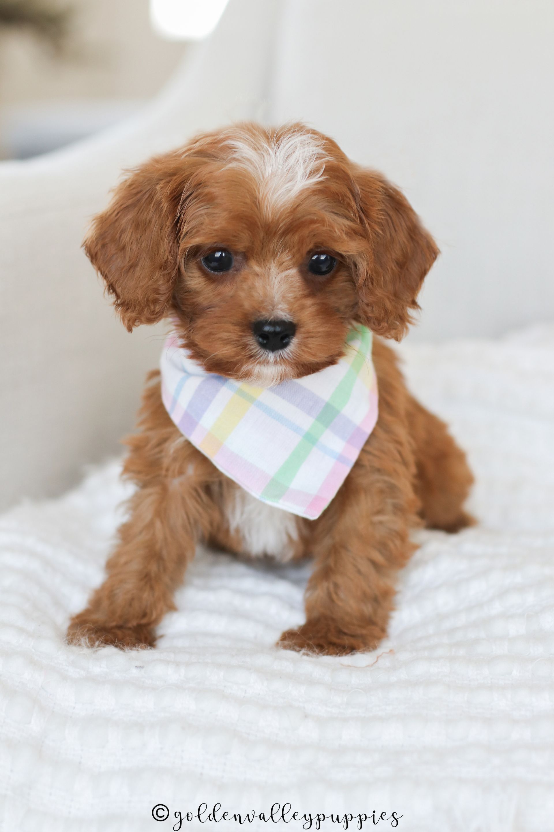 A light brown Cavapoo puppy with a white forehead patch wearing a pastel plaid bandana, sitting on a soft white surface.