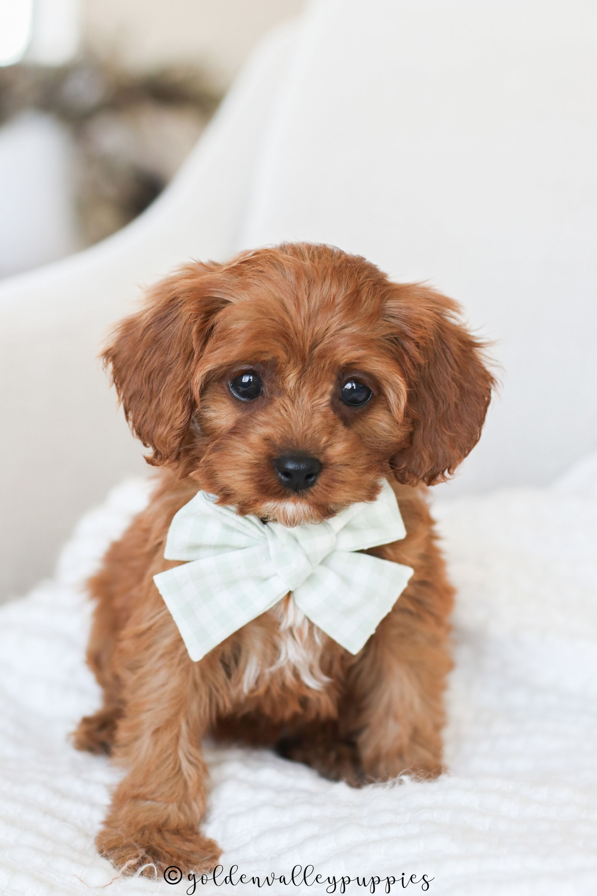 A fluffy, reddish-brown Cavapoo puppy sits on a white surface, wearing a light green and white checkered bow tie.
