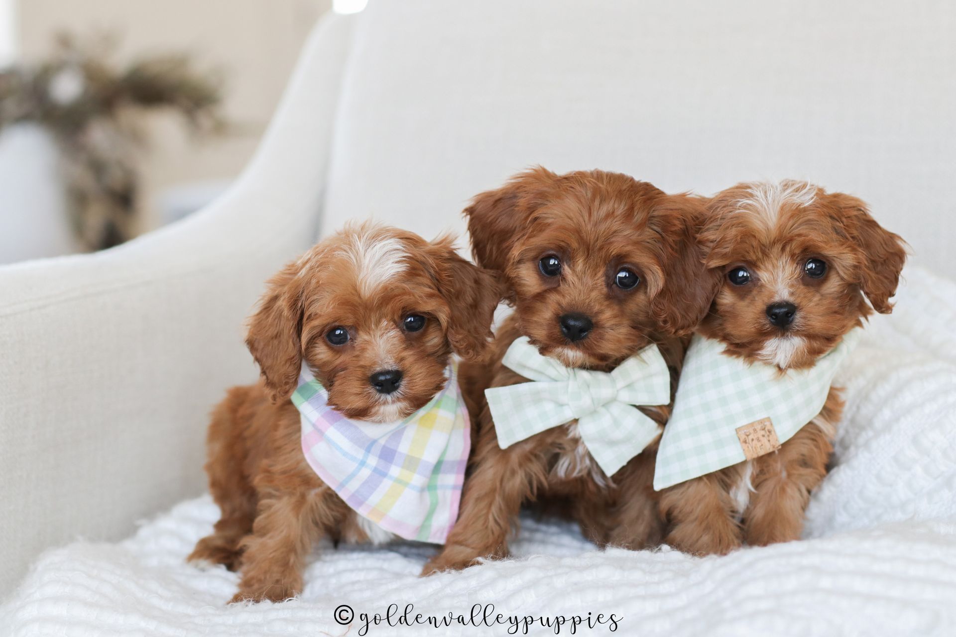 Three small, fluffy brown Cavapoo  puppies wearing plaid bandanas sit side-by-side on a white blanket.