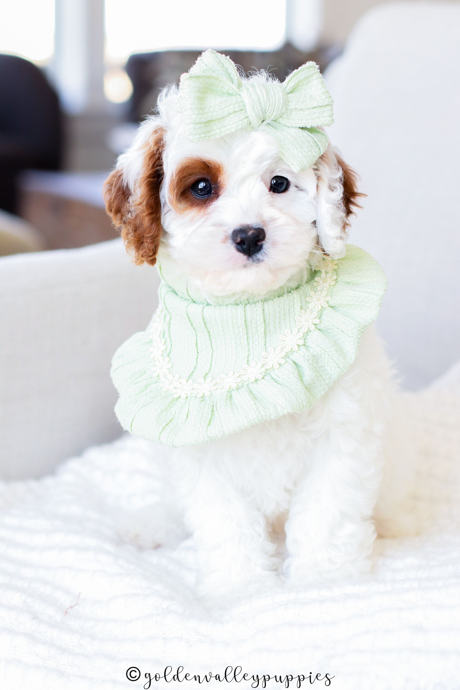 Cavapoo Puppies for sale, Cavapoo Breeder, Cavalier king Charles spaniel