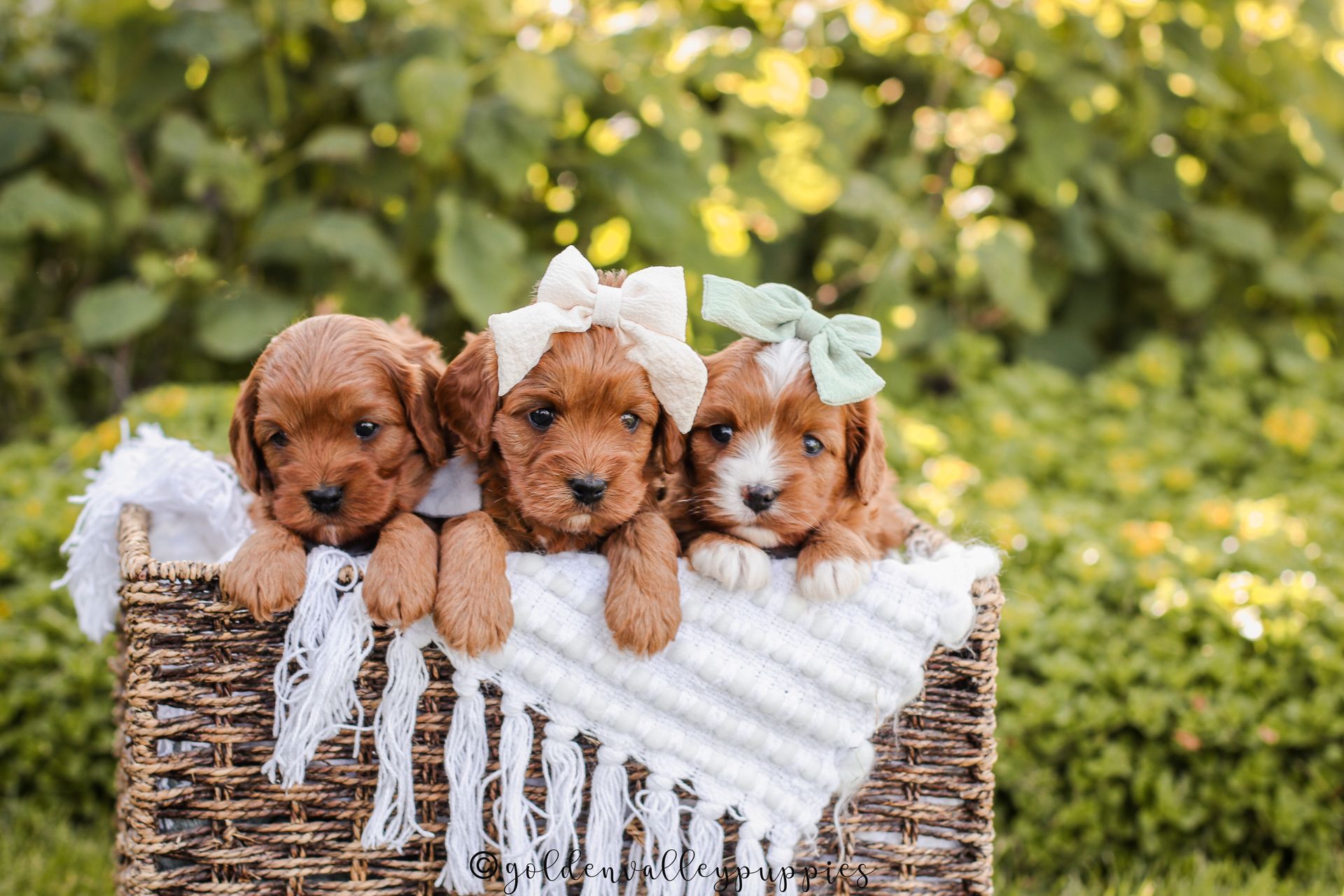 Cavapoo Puppies, Cavapoo Puppy, Cavapoo Puppies for sale, Cavapoo Breeder, Puppies for sale, Cavapoo for sale near me