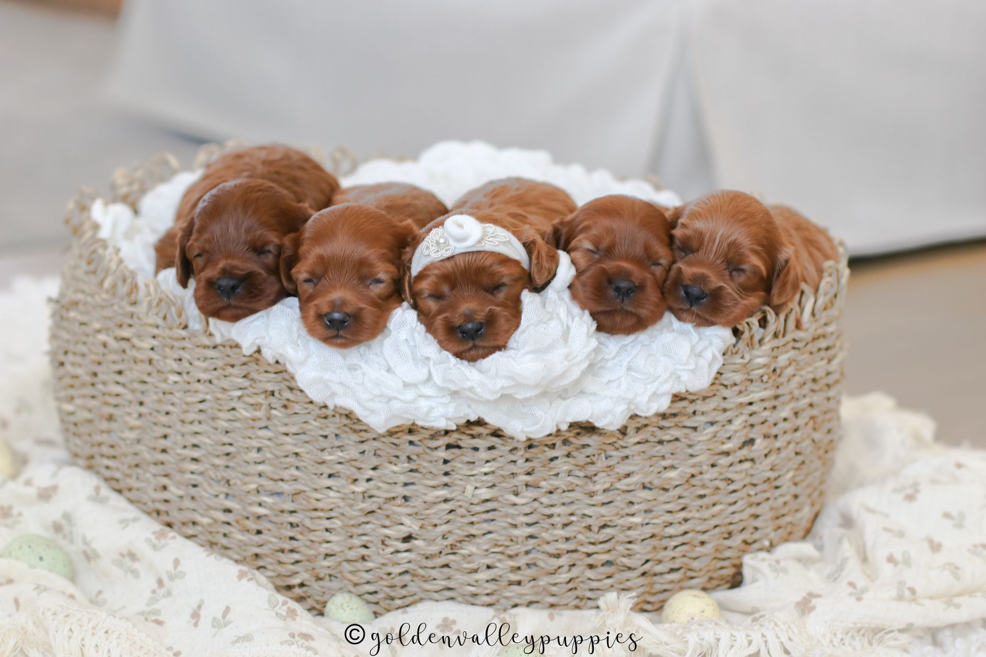 Five sleeping reddish-brown Cavapoo puppies nestled in a woven basket lined with a white ruffled blanket.