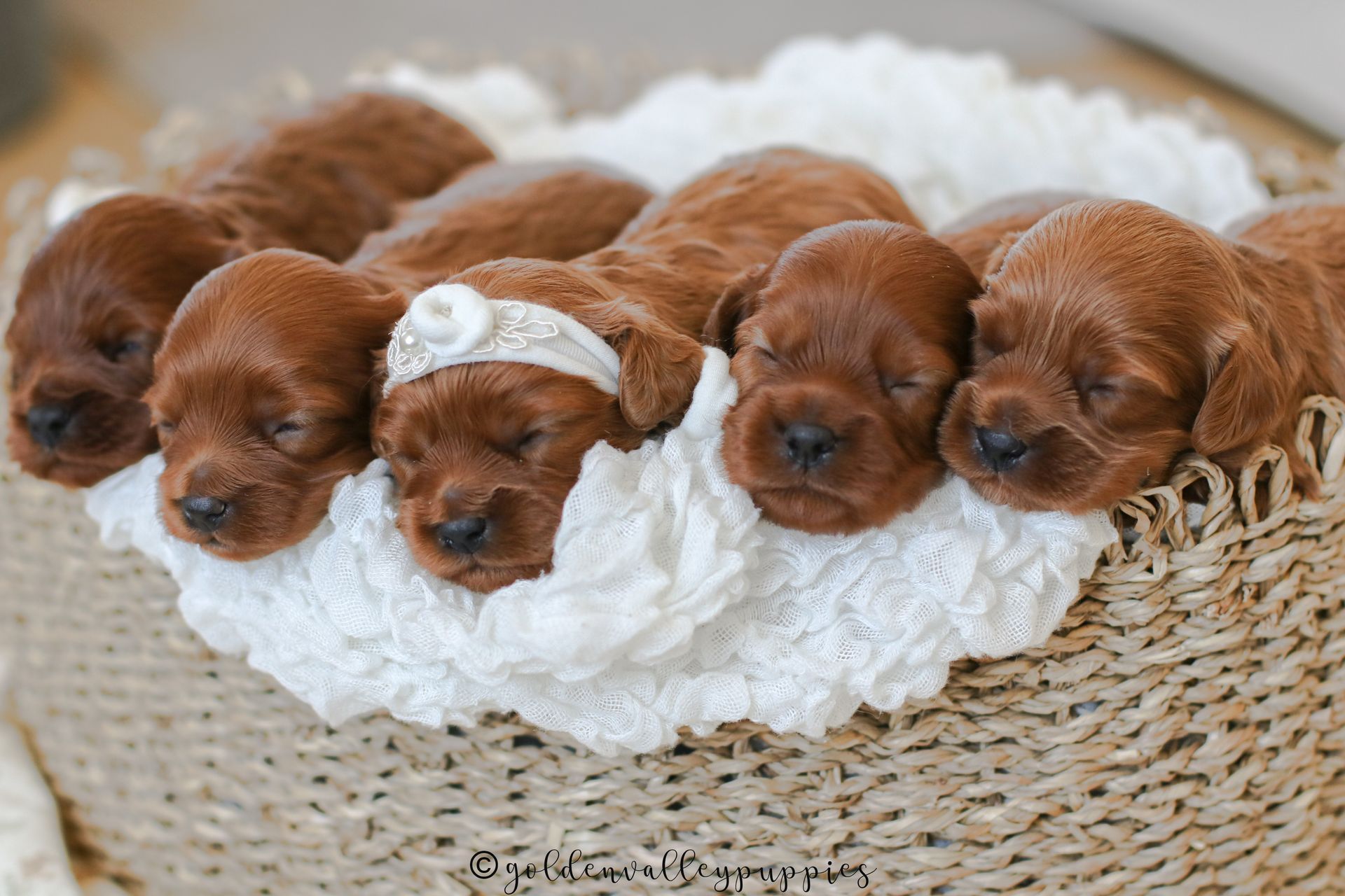 Five brown Cavapoo puppies sleep huddled together in a round woven basket lined with a white ruffled blanket.