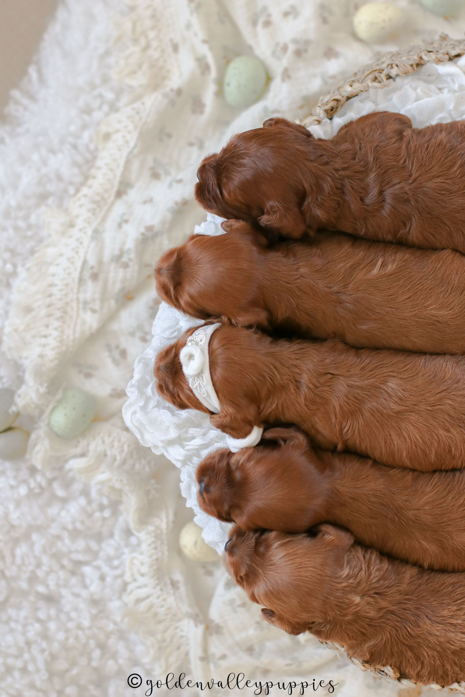 Five brown newborn Cavapoo puppies sleep in a row on a white crocheted blanket, with small decorative eggs scattered nearby.