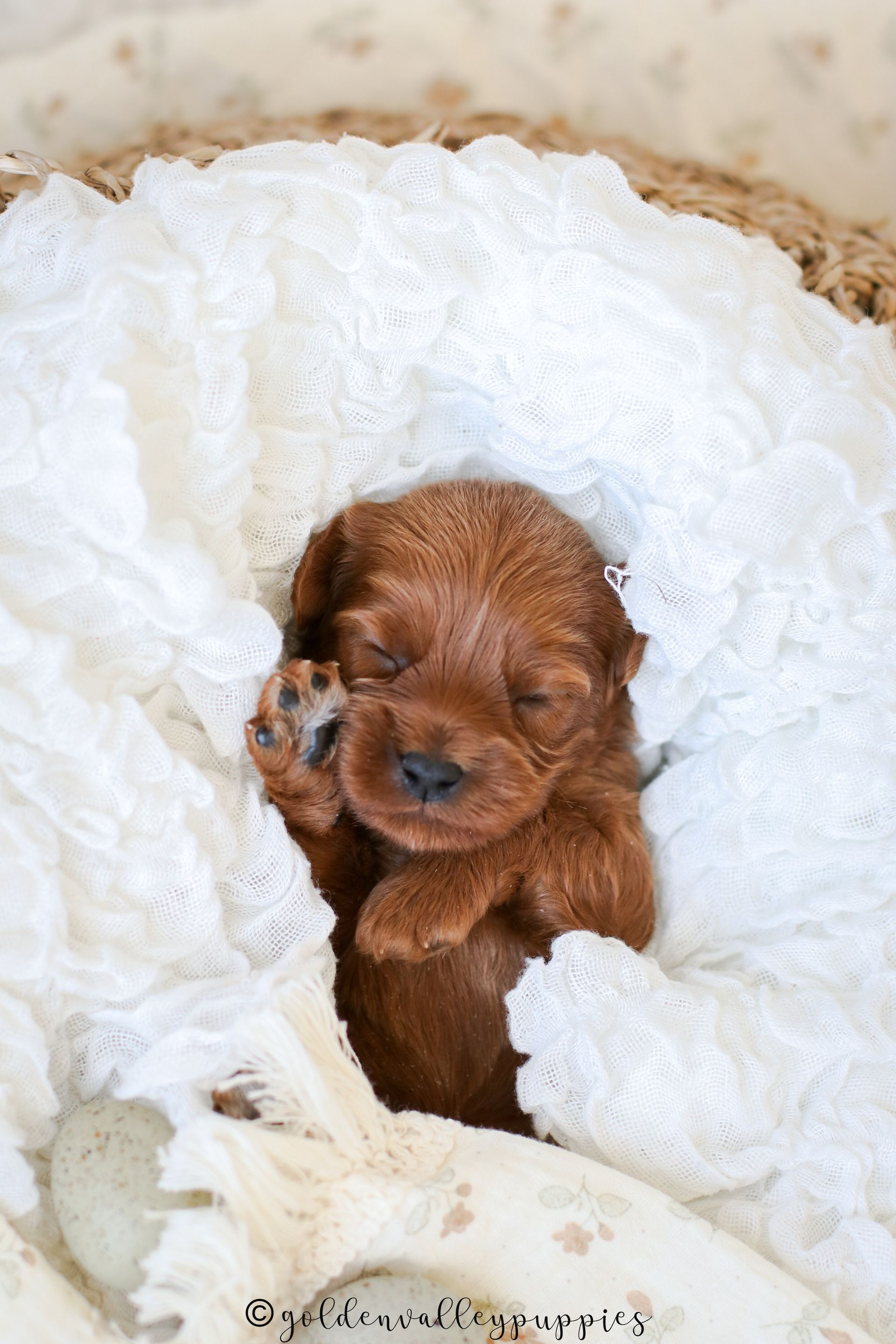 A tiny, reddish-brown Cavapoo puppy sleeping peacefully, nestled in a soft, white, lacy blanket inside a woven basket.