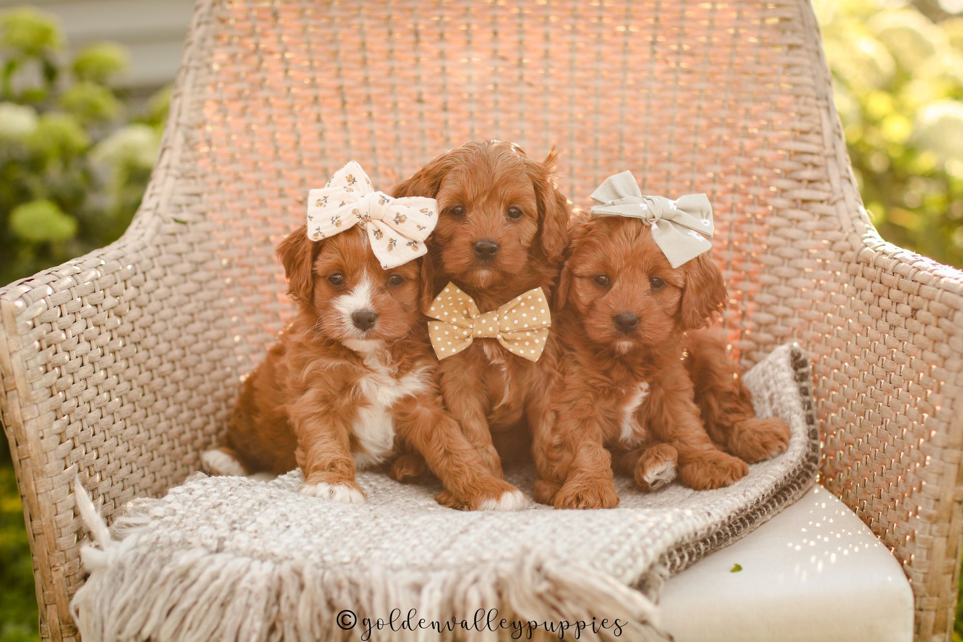 Cavapoo Litter, Cavapo puppy, Cavapoo Puppies near me