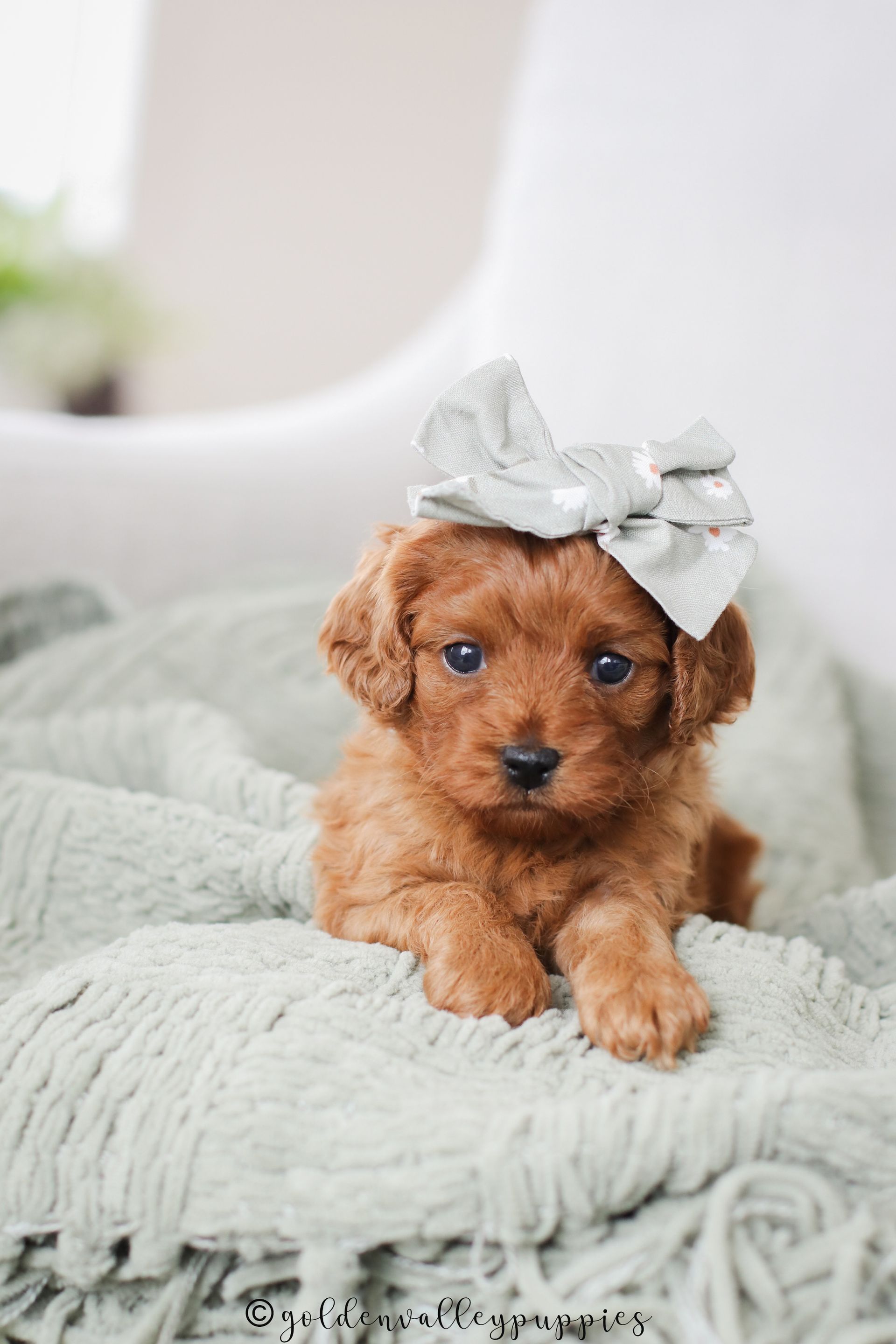 A small, red-brown cavapoo puppy wearing a light gray bow on its head, resting on a textured, light green knitted blanket. 