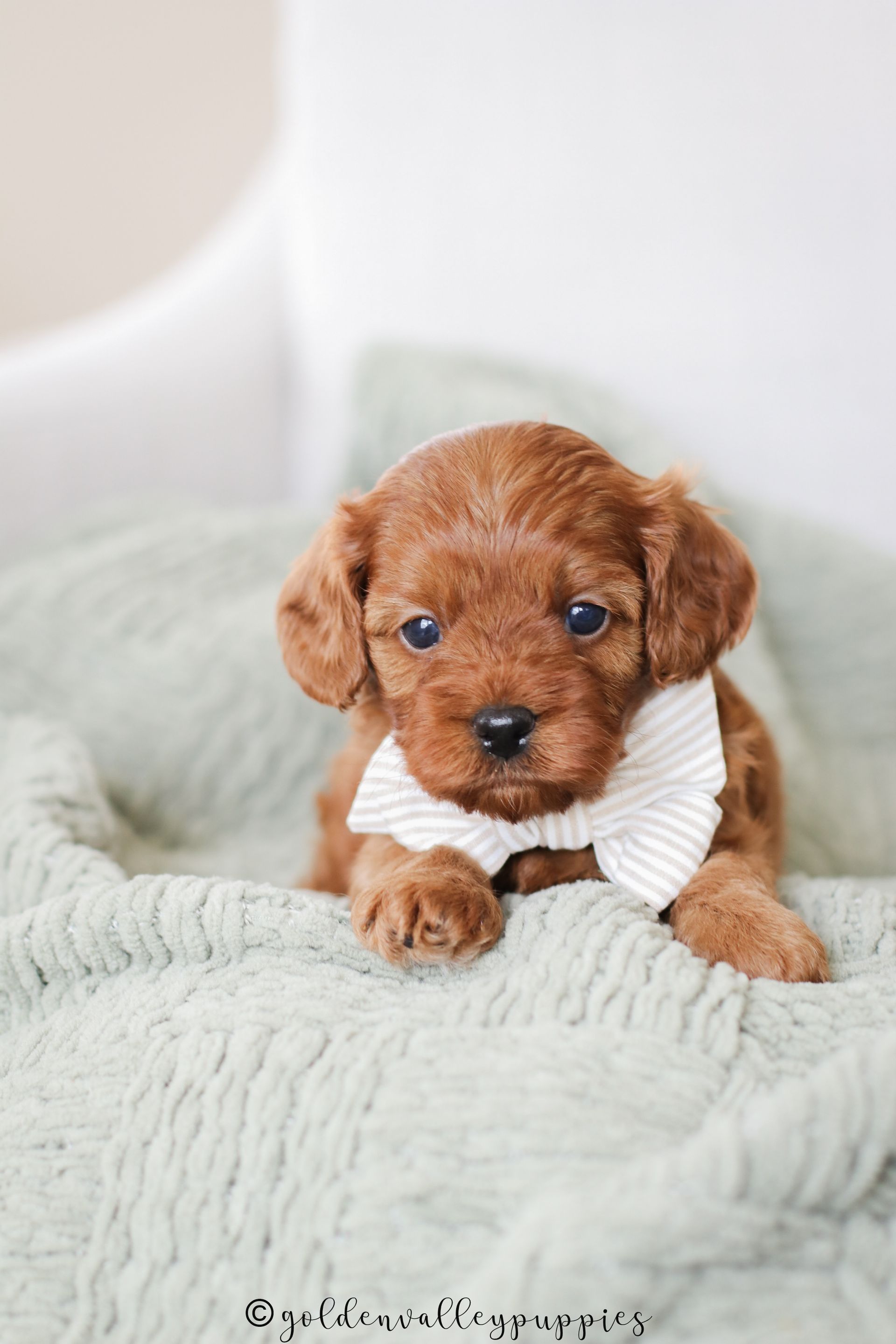 A fluffy, reddish-brown Cavapoo puppy wearing a striped white bow tie, sitting on a soft, sage-green textured blanket.