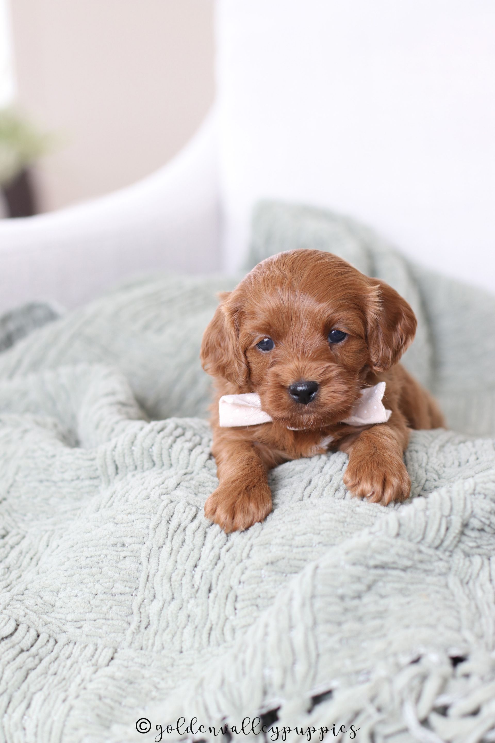 A small, fluffy brown cavapoo puppy with a pink bow sits on a soft, textured light green blanket. Cavapoo Breeder