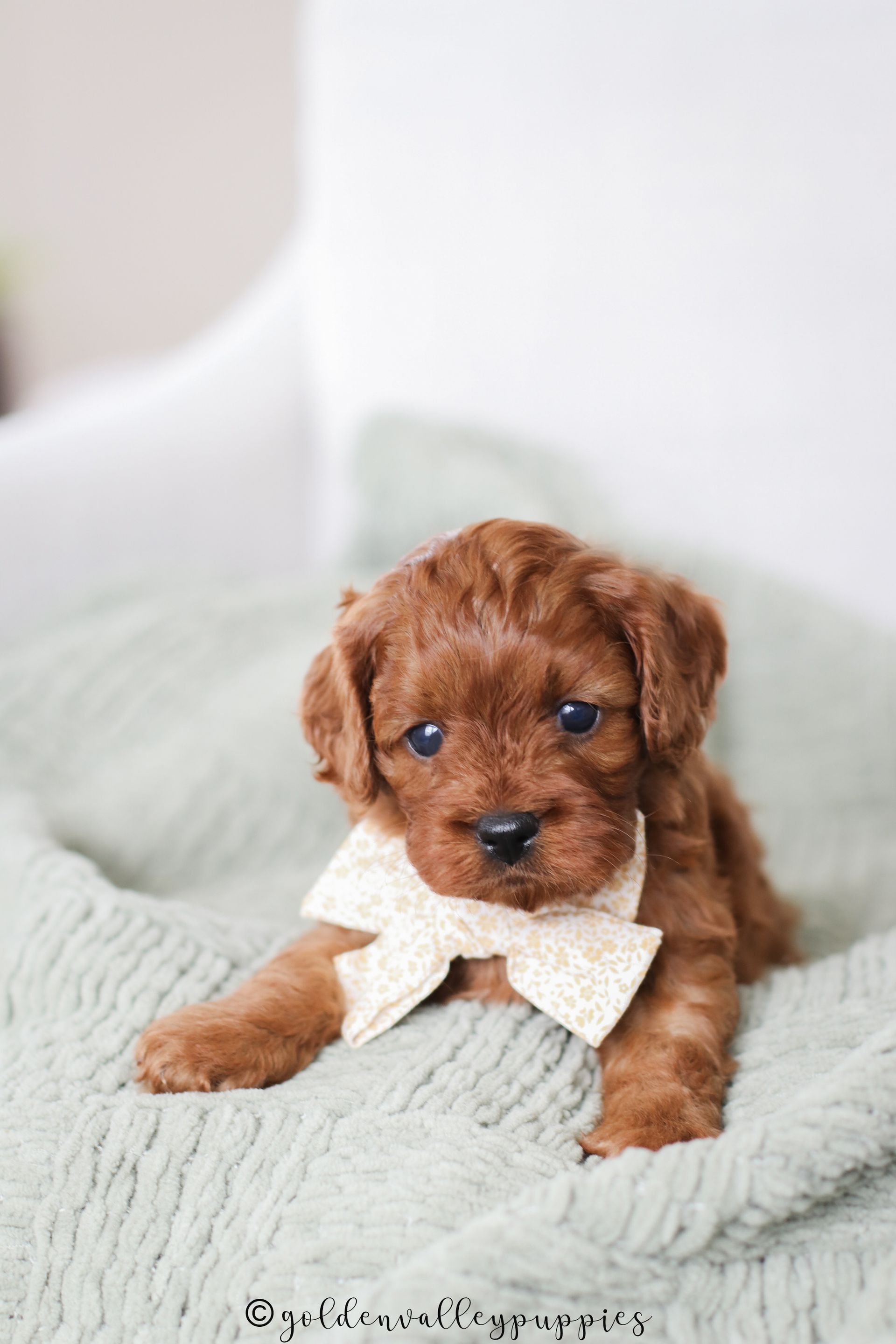 A small, curly-coated brown cavapoo  puppy wearing a cream-colored bow tie rests on a soft, light green blanket. Puppies 