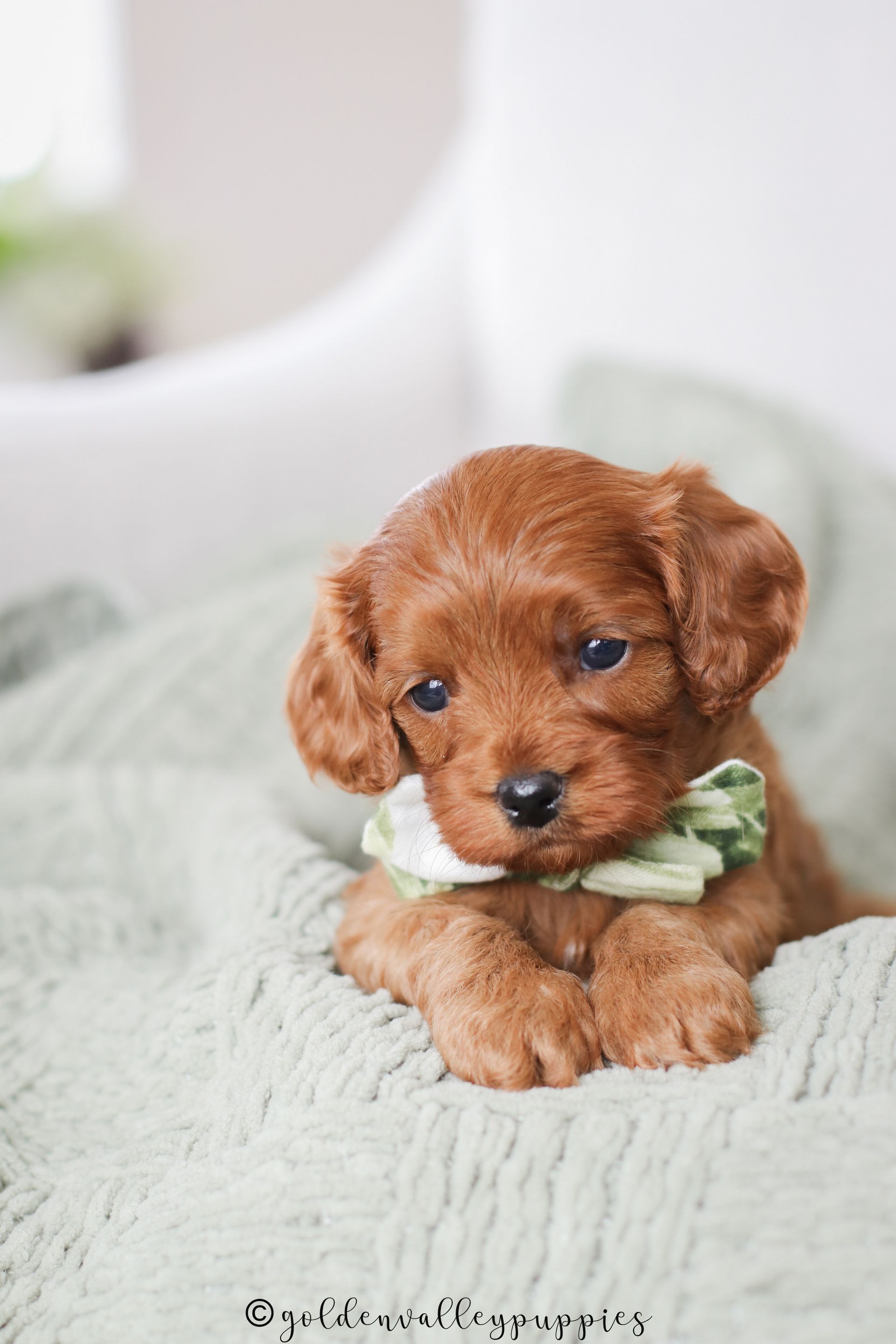 A brown, curly-haired Cavapoo puppy with a green patterned bow sits on a light green textured blanket. Cavapoo puppies