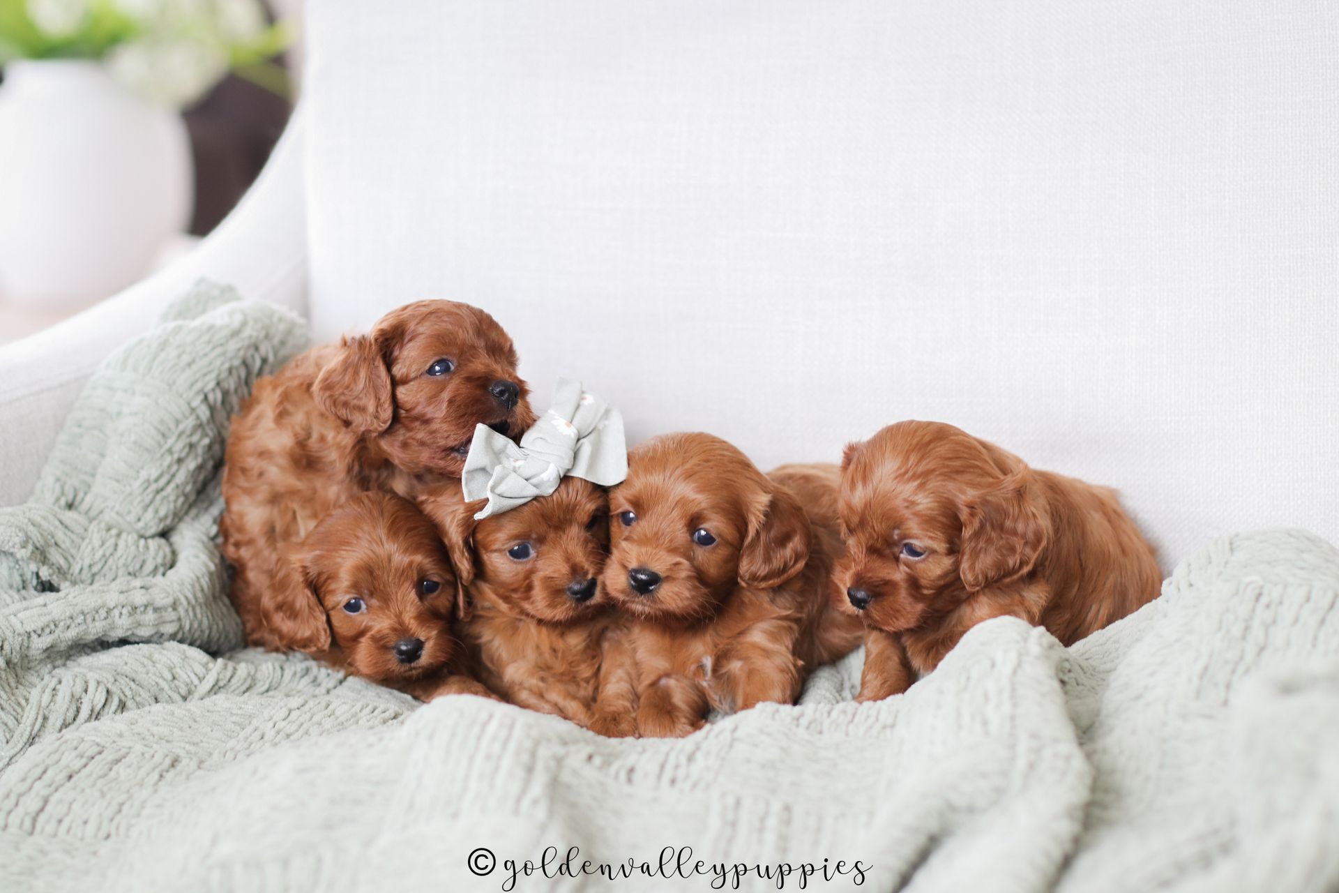 Four fluffy brown cavapoo puppies cuddled together on a soft cream blanket, one wearing a tiny bow.