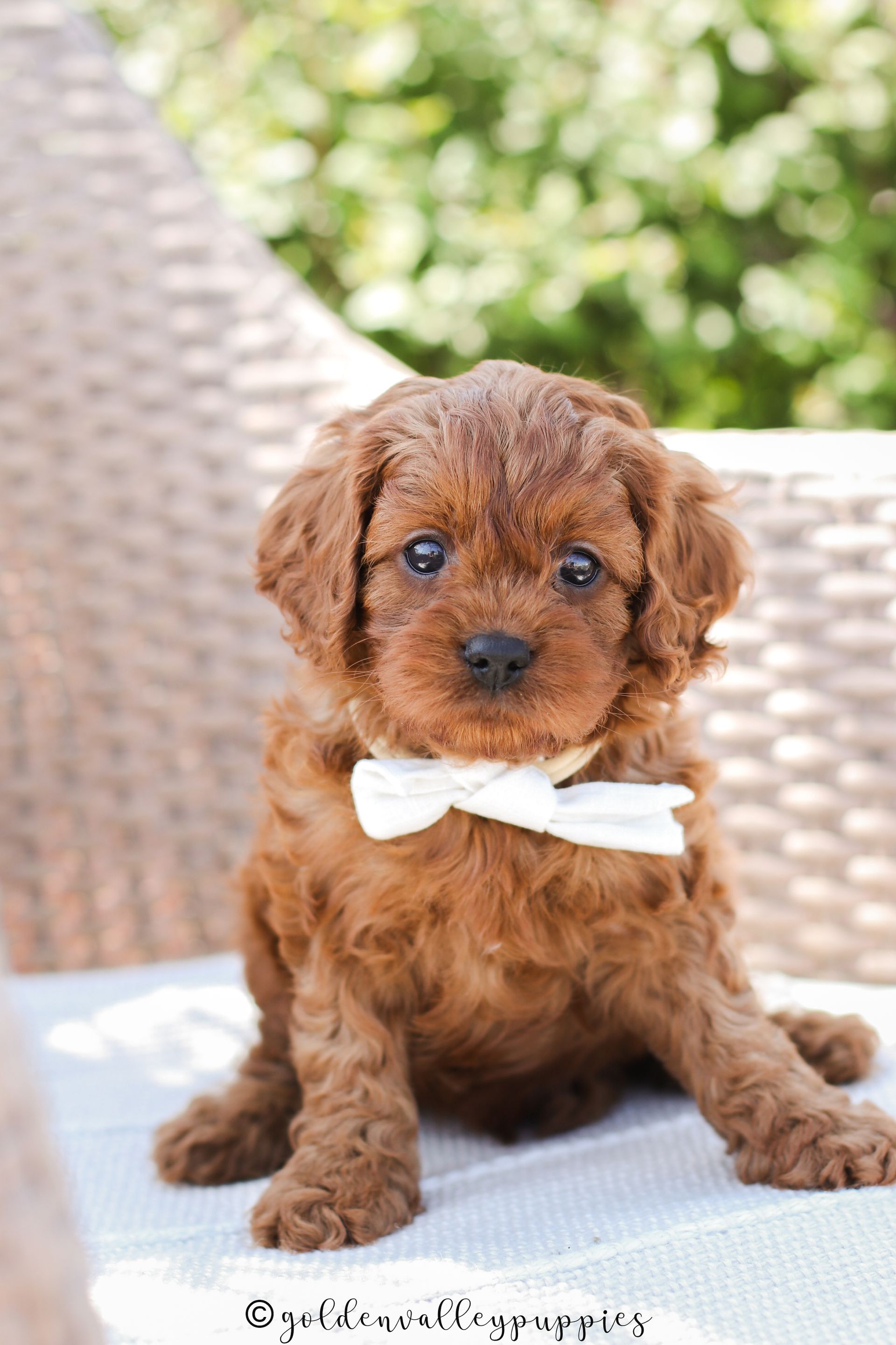 Small brown Cavapoo puppy with a white bow sitting on a wicker chair outdoors