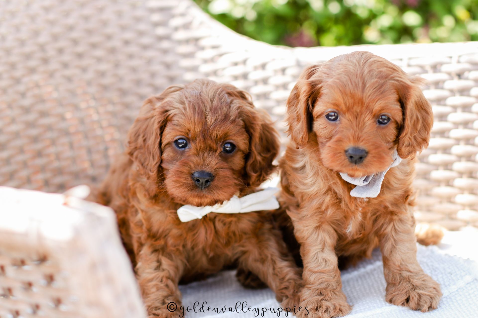Two brown cavapoo puppies wearing white bows sitting on a woven chair