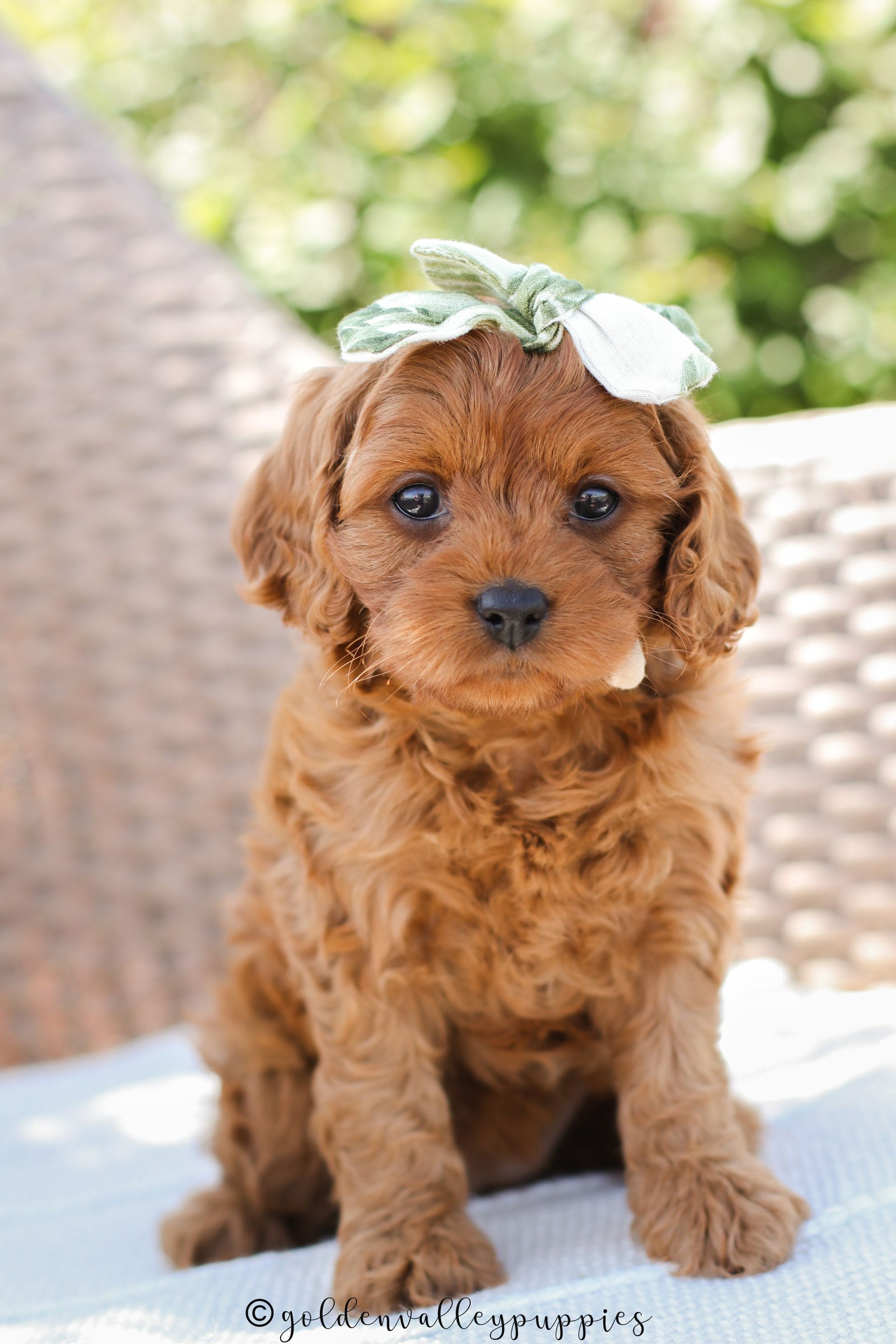 Small brown Cavapoo puppy with a white flower on its head sitting outdoors on a cushion