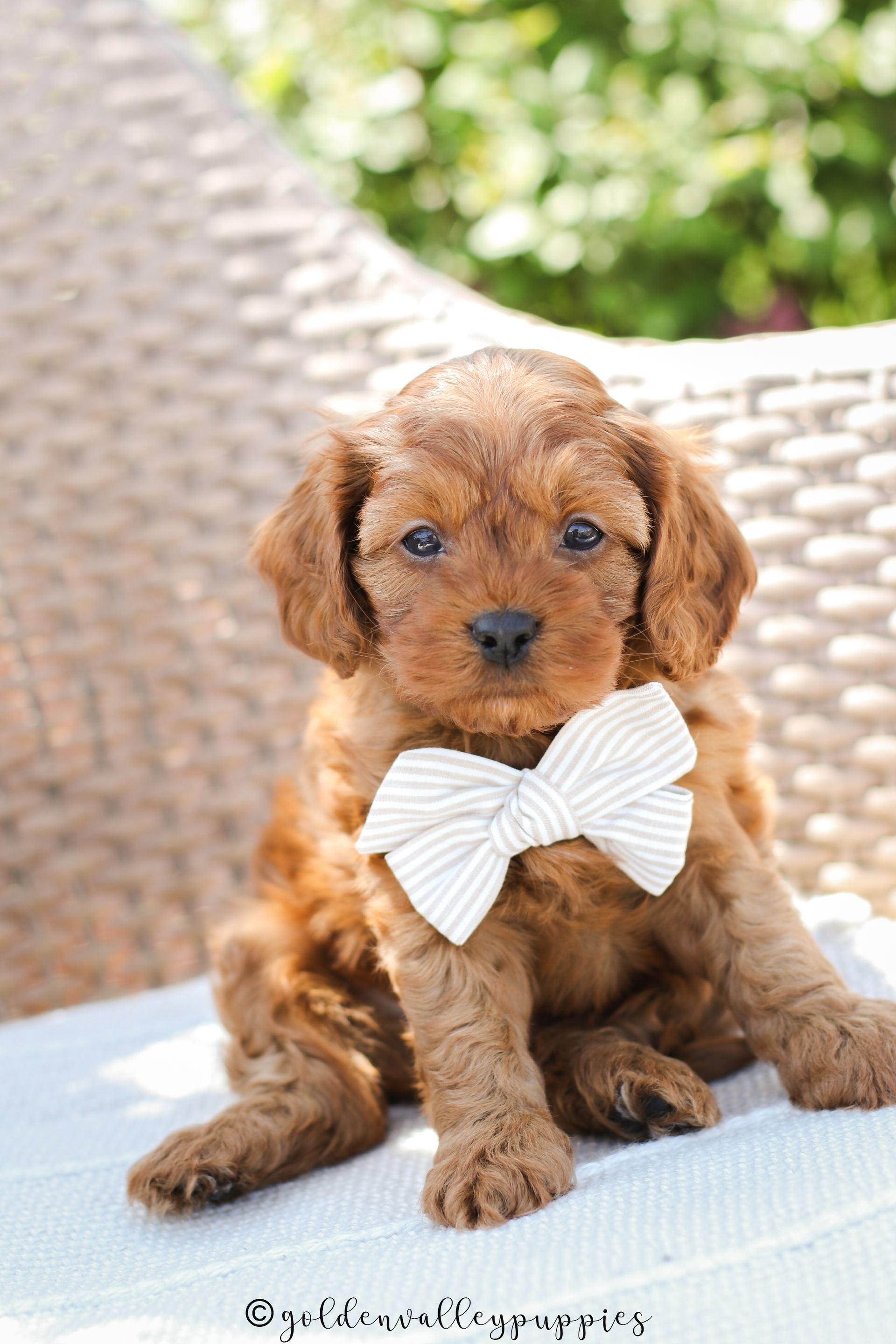 Brown Cavapoo puppy in a white bow tie sitting on a light cushion outdoors, looking at the camera.