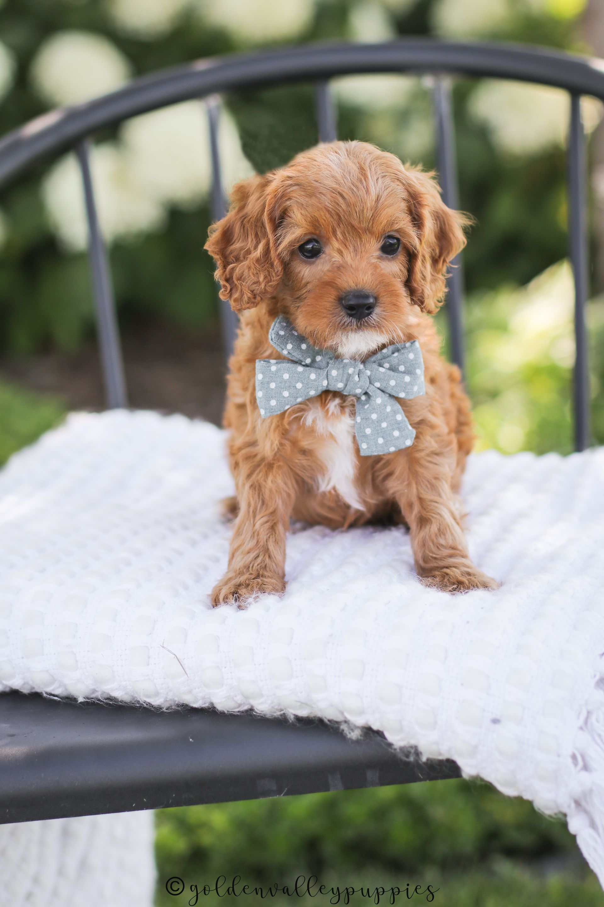 Cavapoo Puppies, Cavapoo Puppy, Cavapoo Puppies for sale, Cavapoo Breeder, Puppies for sale, Cavapoo for sale near me