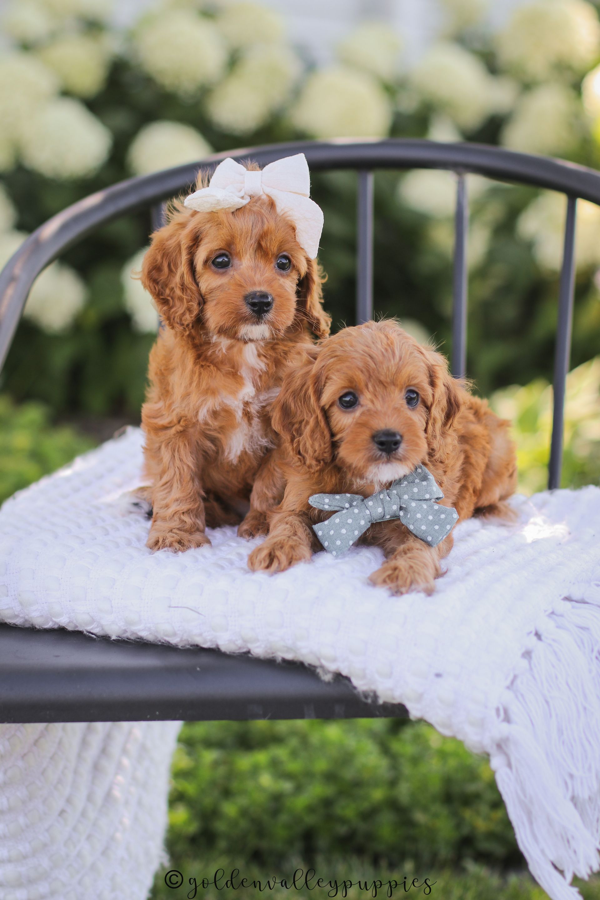 Cavapoo Puppies, Cavapoo Puppy, Cavapoo Puppies for sale, Cavapoo Breeder, Puppies for sale, Cavapoo for sale near me