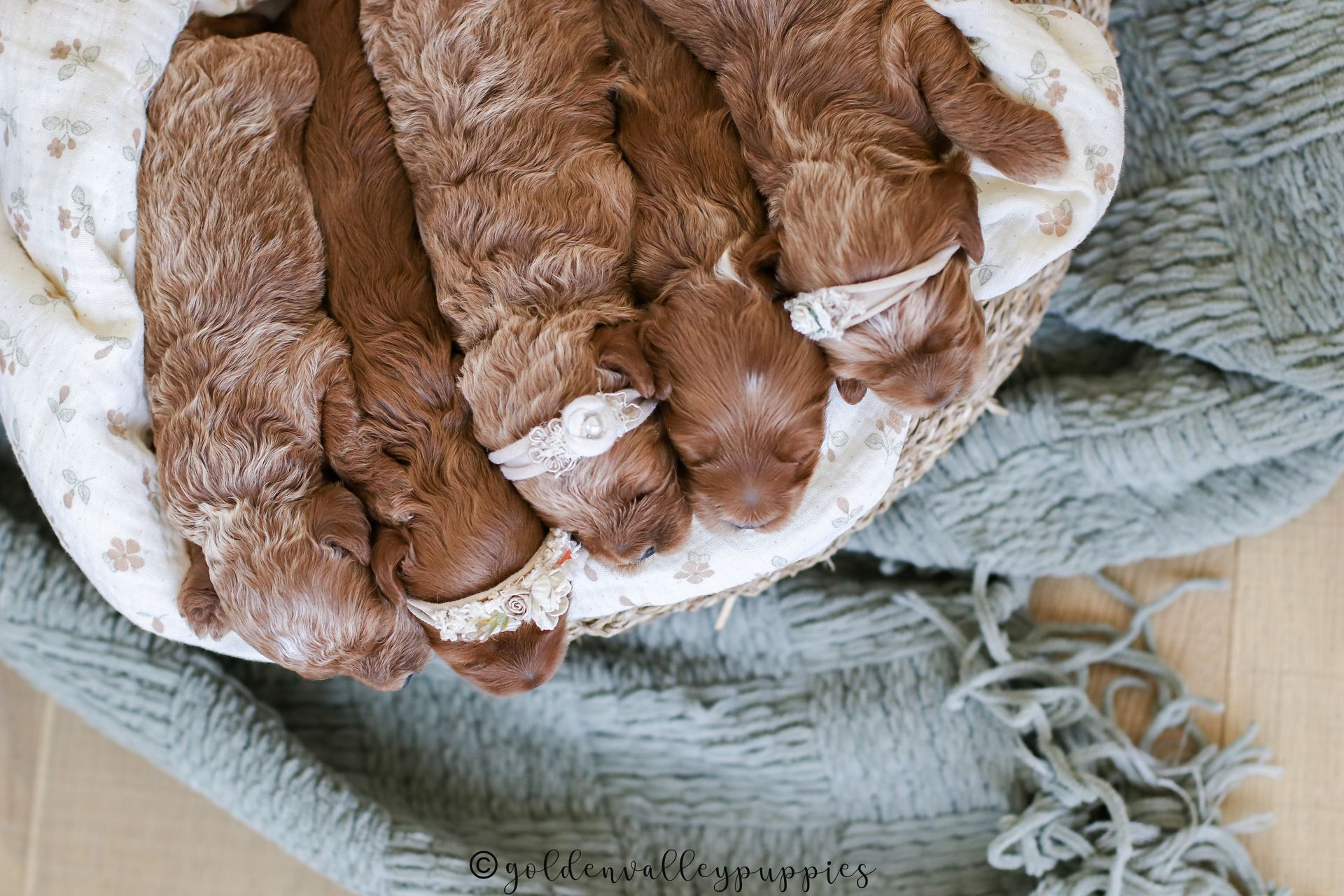 Cavapoo, Cavapoo Puppies for sale, Cavapoo puppy, Cavapoo Breeder, Cavapoo breeder near me, Cavapoo Breeder, Cavapoo Puppies