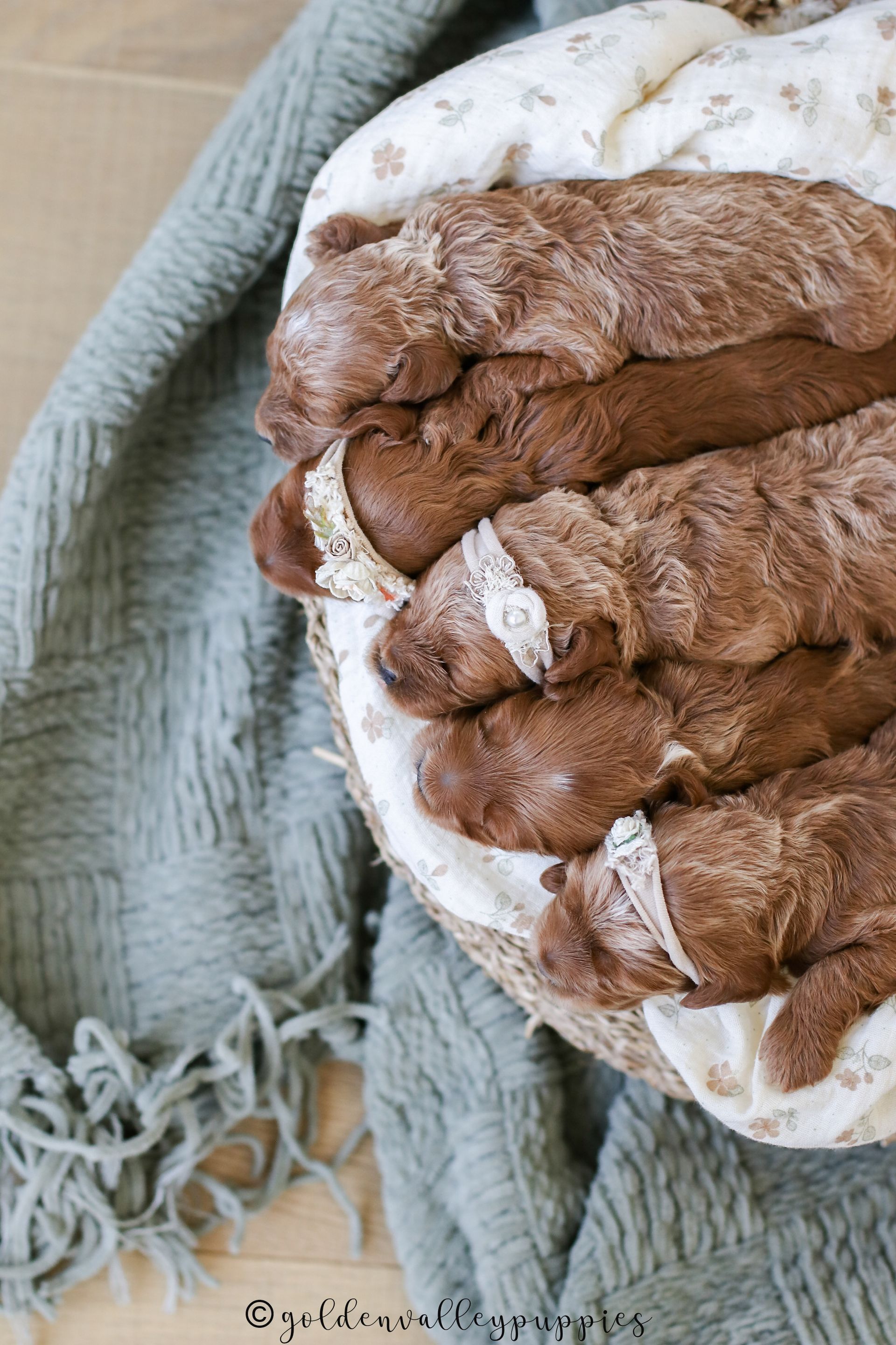 Cavapoo, Cavapoo Puppies for sale, Cavapoo puppy, Cavapoo Breeder, Cavapoo breeder near me, Cavapoo Breeder, Cavapoo Puppies