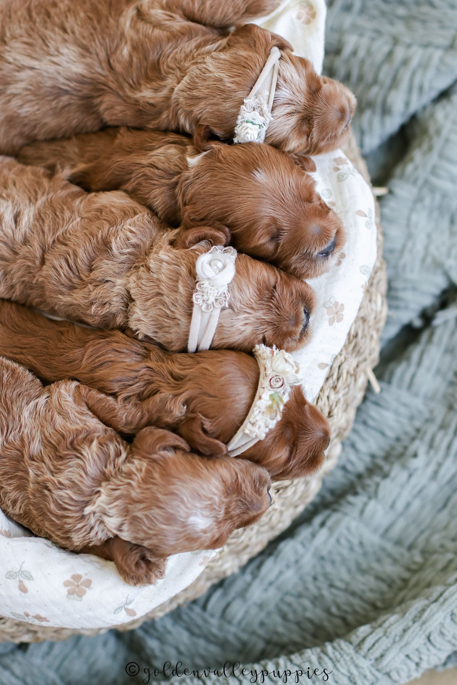 Available Toy Cavapoo Puppies, Cavapoo Puppies for sale, Cavapoo, Cavapoo Puppy, Cavapoo Breeder near me