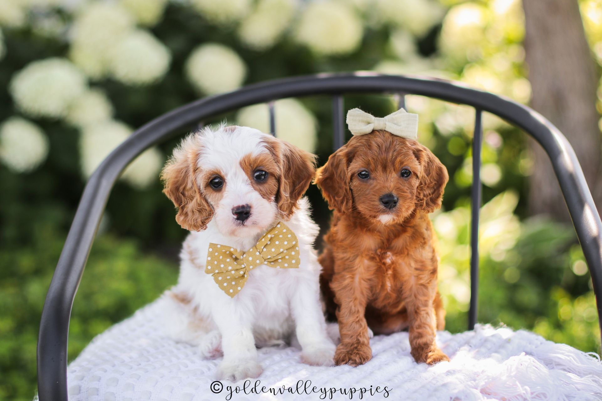Cavapoo Puppies, Cavapoo Puppy, Cavapoo Puppies for sale, Cavapoo Breeder, Puppies for sale, Cavapoo for sale near me