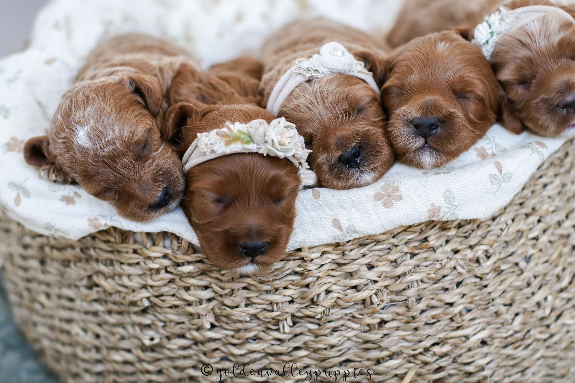Cavapoo, Cavapoo Puppies for sale, Cavapoo puppy, Cavapoo Breeder, Cavapoo breeder near me, Cavapoo Breeder, Cavapoo Puppies