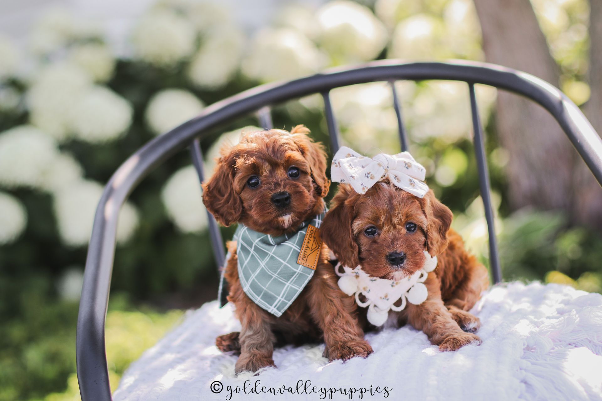 Two small brown Cavapoo puppies in bows and bandanas sit on a bench outdoors, with flowers in the background
