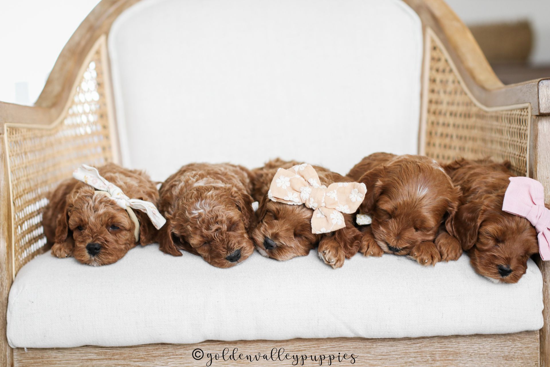 Cavapoo, Cavapoo Puppies for sale, Cavapoo puppy, Cavapoo Breeder, Cavapoo breeder near me, Cavapoo Breeder, Cavapoo Puppies