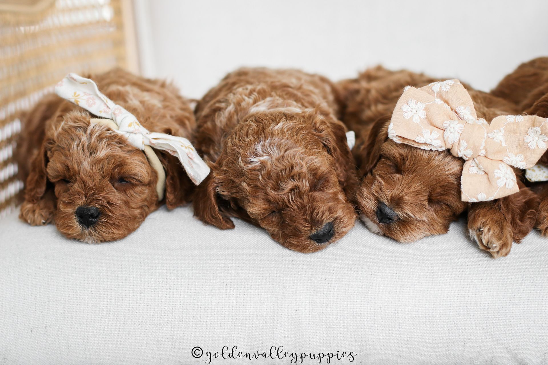 Cavapoo, Cavapoo Puppies for sale, Cavapoo puppy, Cavapoo Breeder, Cavapoo breeder near me, Cavapoo Breeder, Cavapoo Puppies
