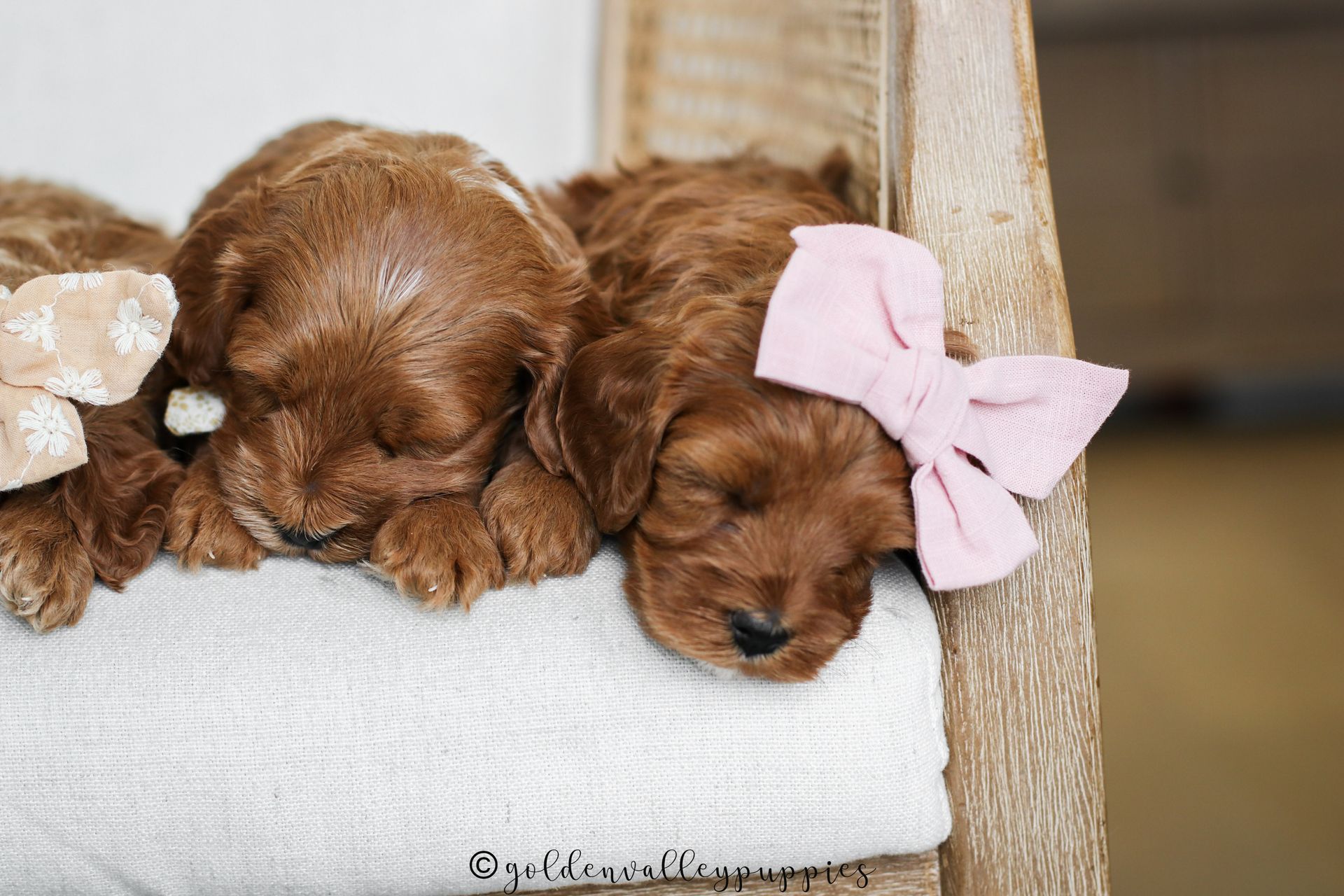 Cavapoo, Cavapoo Puppies for sale, Cavapoo puppy, Cavapoo Breeder, Cavapoo breeder near me, Cavapoo Breeder, Cavapoo Puppies
