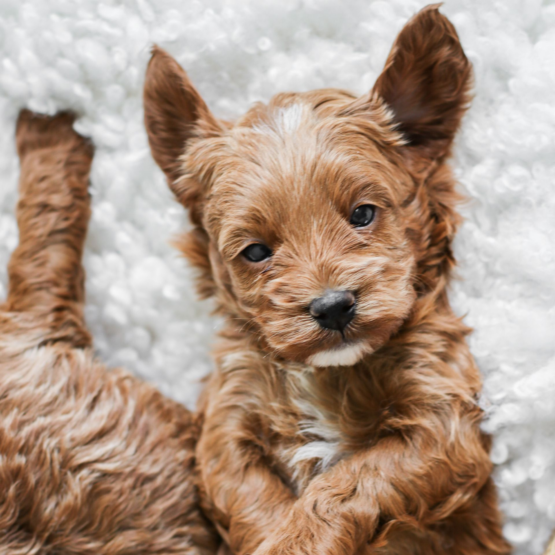 Cavapoo, Cavapoo Puppies for sale, Cavapoo puppy, Cavapoo Breeder, Cavapoo breeder near me, Cavapoo Breeder, Cavapoo Puppies