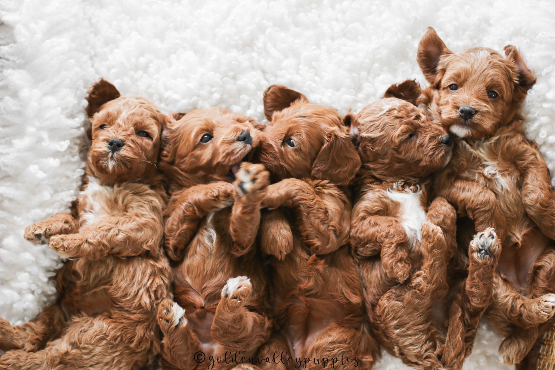 Cavapoo, Cavapoo Puppies for sale, Cavapoo puppy, Cavapoo Breeder, Cavapoo breeder near me, Cavapoo Breeder, Cavapoo Puppies