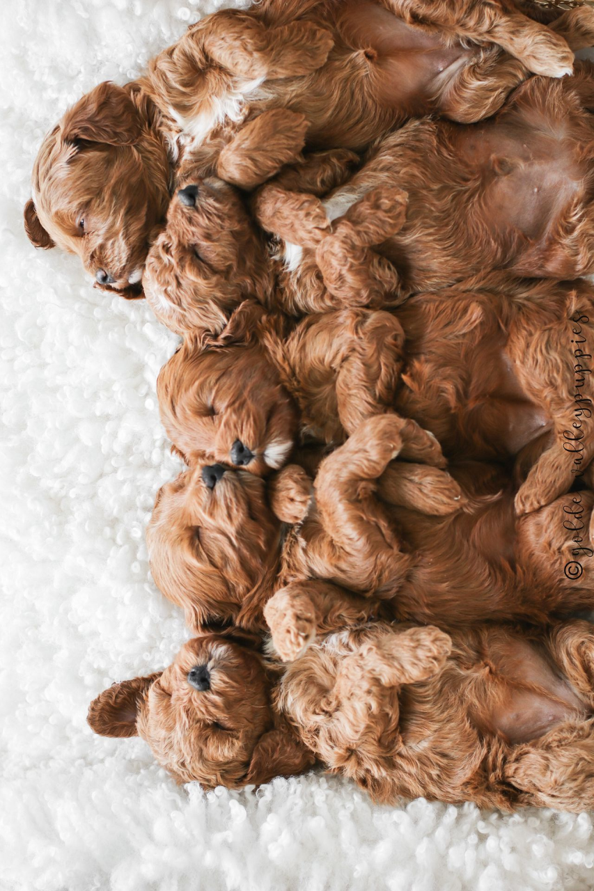 Red cavapo Puppies